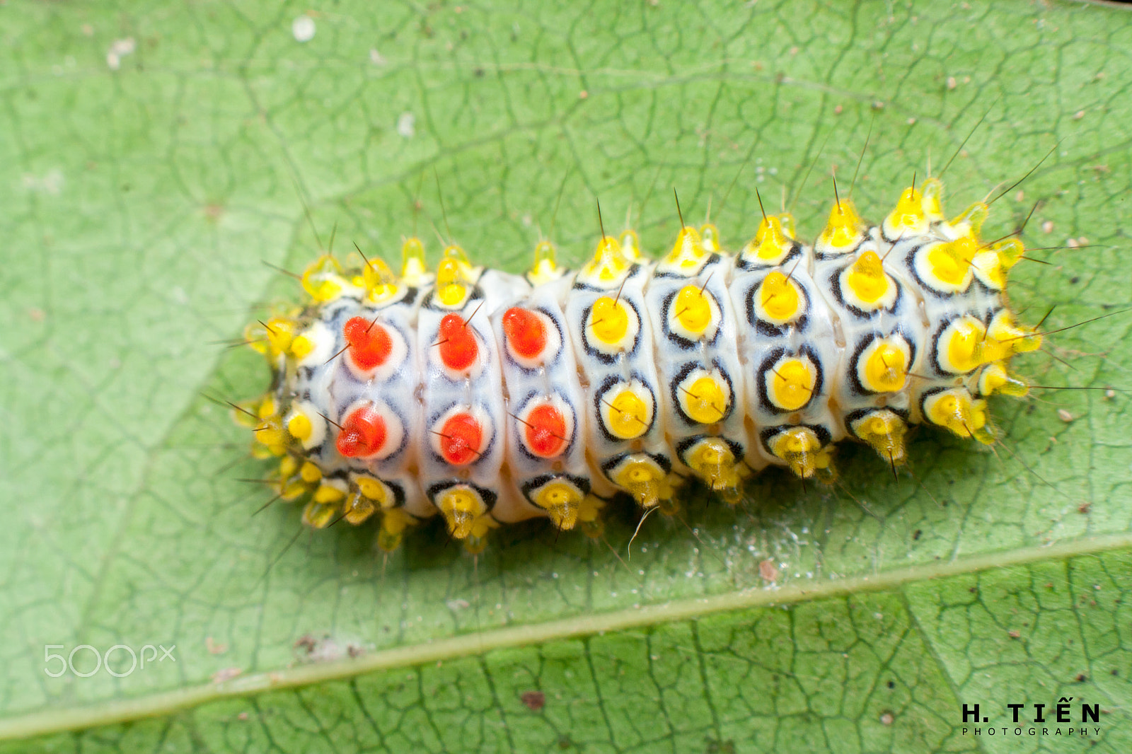 Canon EOS 1000D (EOS Digital Rebel XS / EOS Kiss F) sample photo. Beautiful caterpillar photography