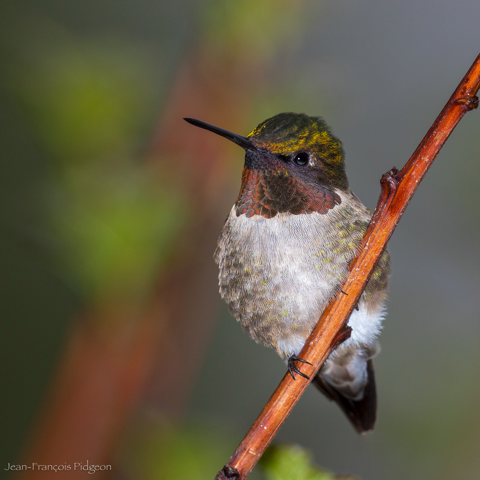 Canon EF 500mm F4L IS II USM sample photo. Colibri à gorge rubis photography