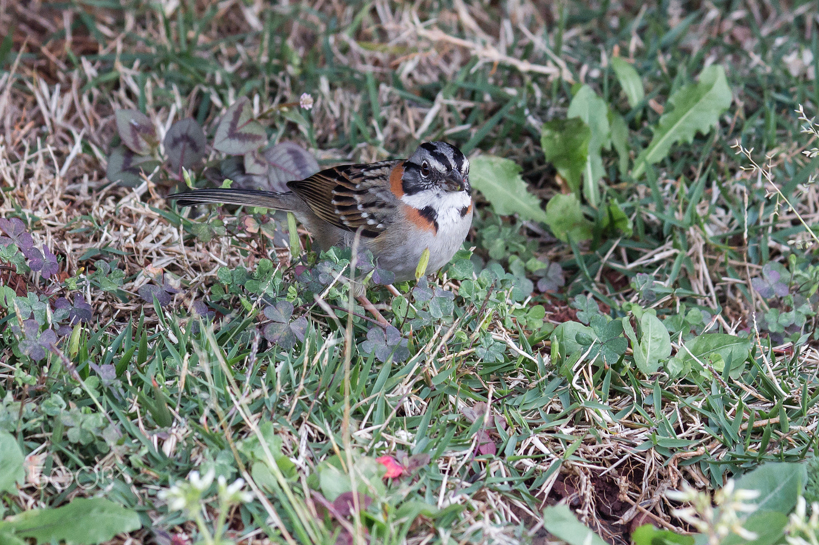 Canon EOS 650D (EOS Rebel T4i / EOS Kiss X6i) sample photo. Rufous-collared sparrow photography