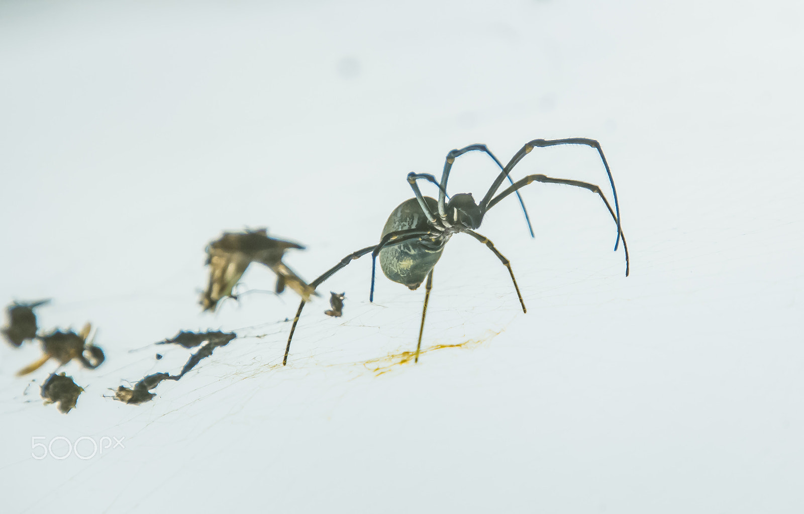 Nikon Df sample photo. Spider photography