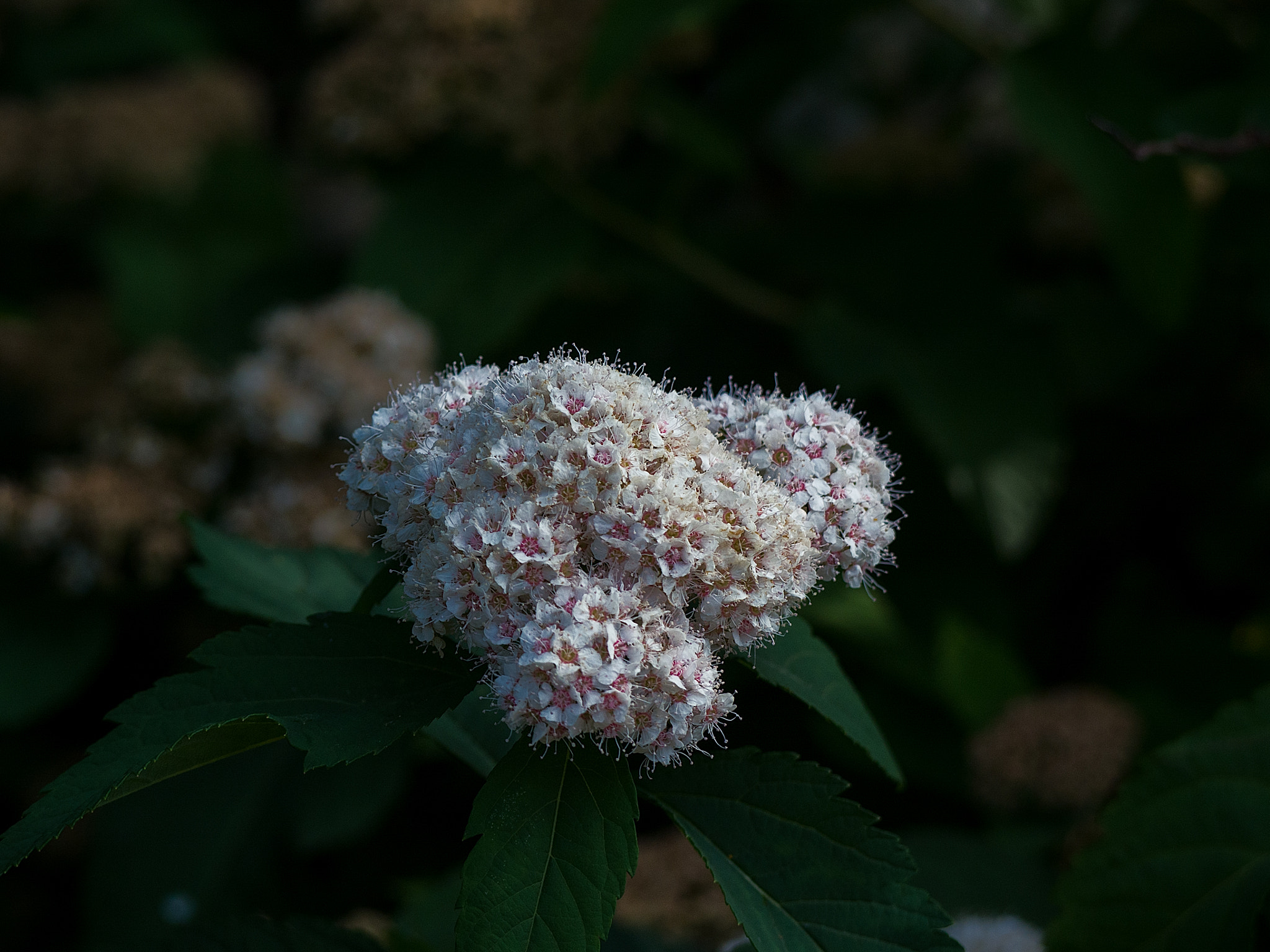 Olympus OM-D E-M5 + Panasonic Lumix G Vario 45-200mm F4-5.6 OIS sample photo. Soft pink spiraea photography