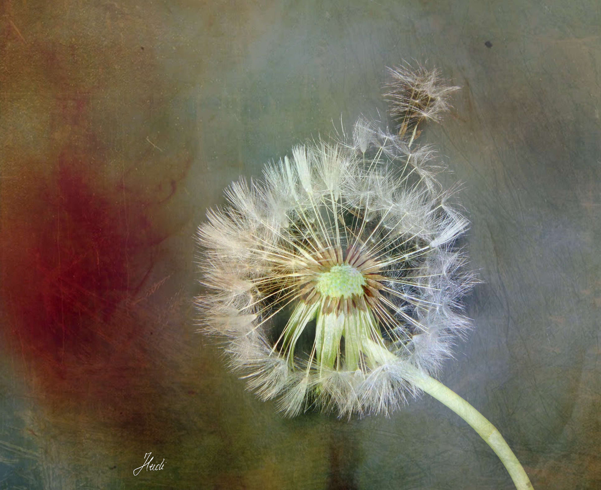 Sony DSC-T77 sample photo. Dandelion photography