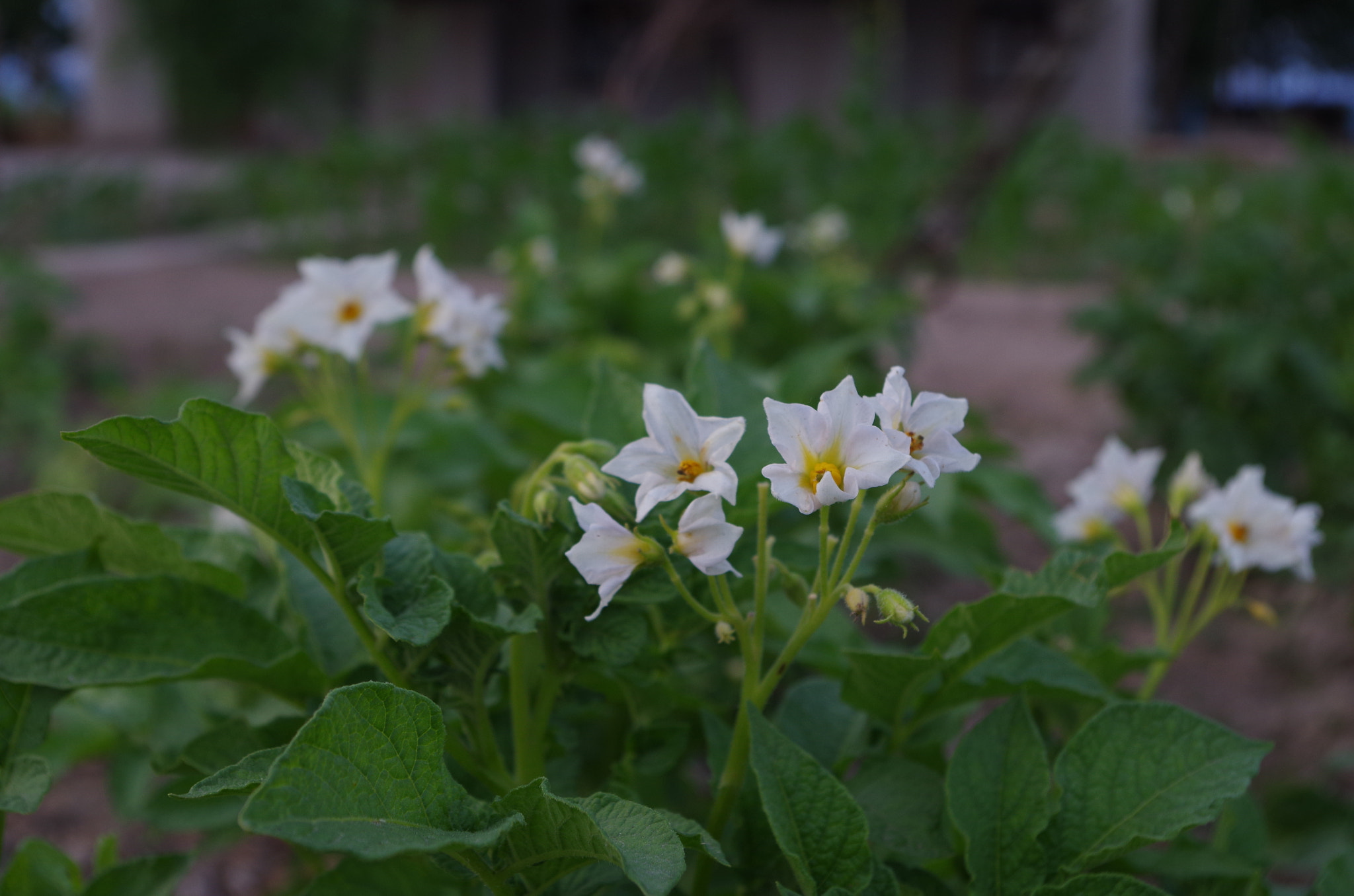 Pentax smc DA 18-55mm F3.5-5.6 AL WR sample photo