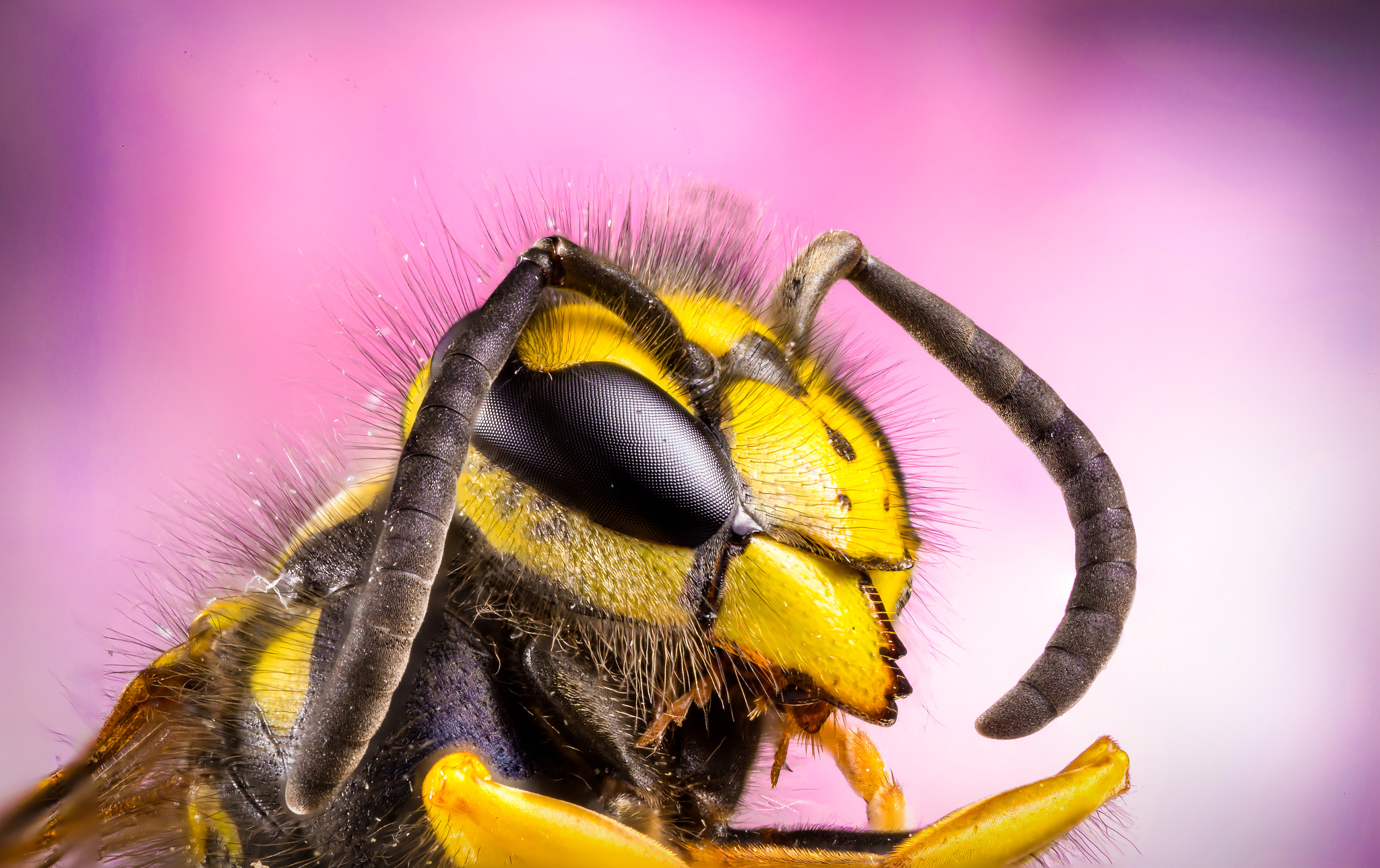 Canon MP-E 65mm F2.5 1-5x Macro Photo sample photo. Bee macro photography
