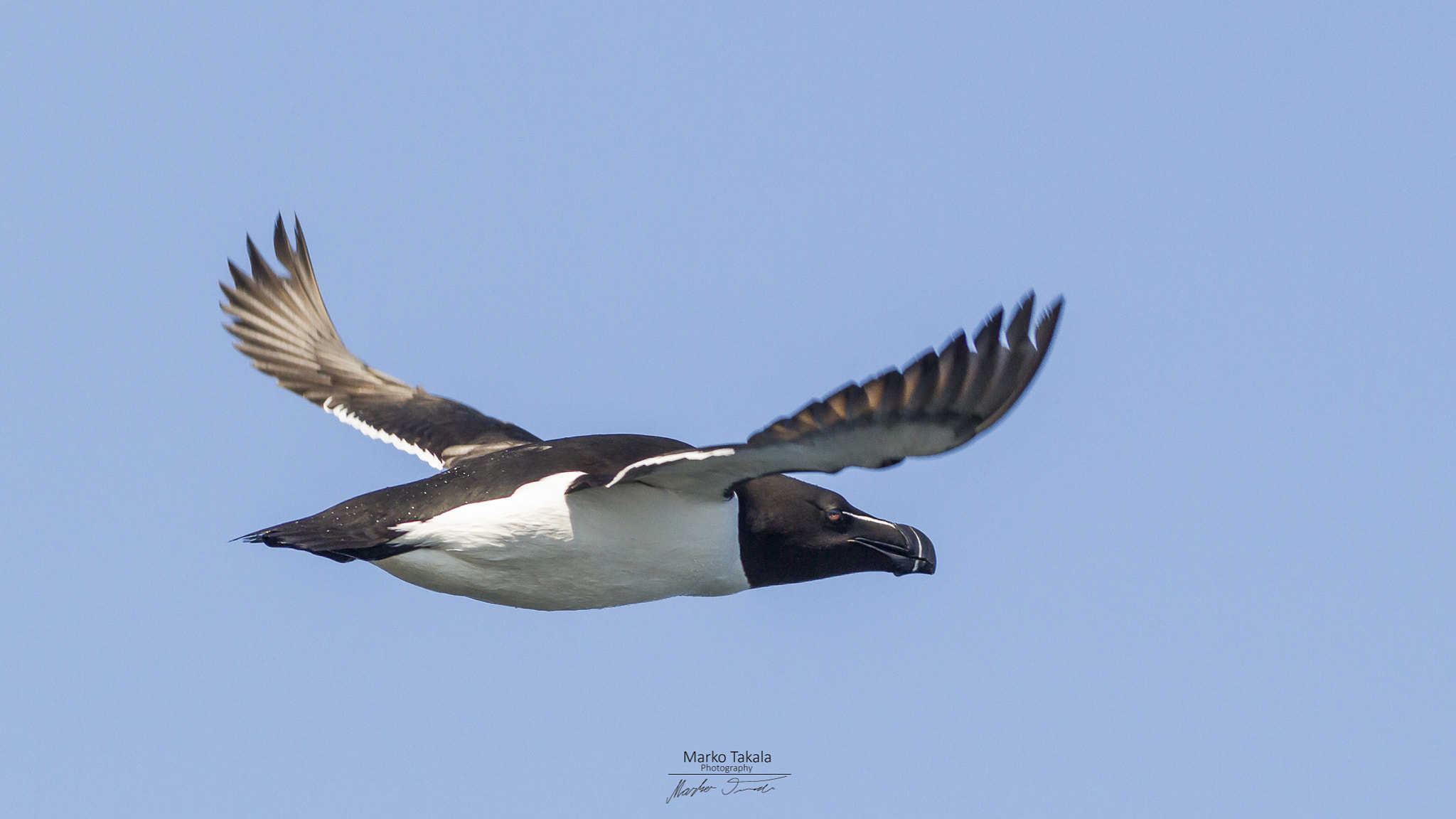 Canon EOS 7D + Canon EF 400mm F5.6L USM sample photo. Razorbill photography