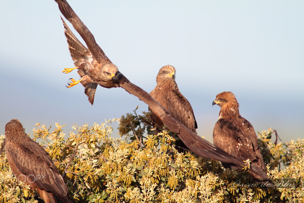 Canon EOS 7D + Canon EF 400mm f/2.8L + 1.4x sample photo. Black kite family photography