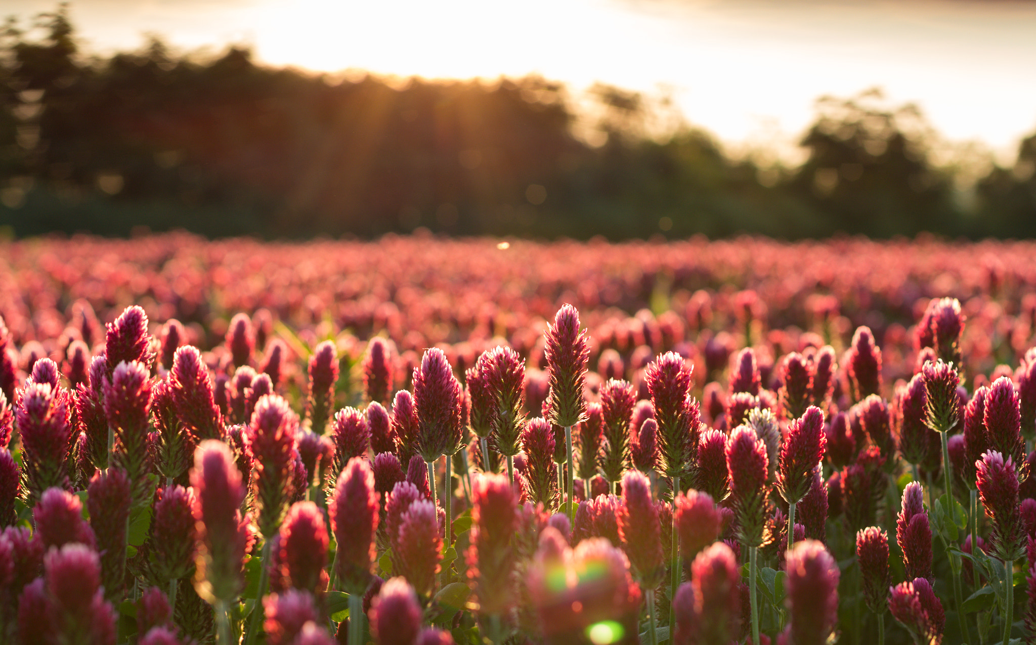 Canon EOS 700D (EOS Rebel T5i / EOS Kiss X7i) + Canon EF 50mm F1.4 USM sample photo. Red landscape photography