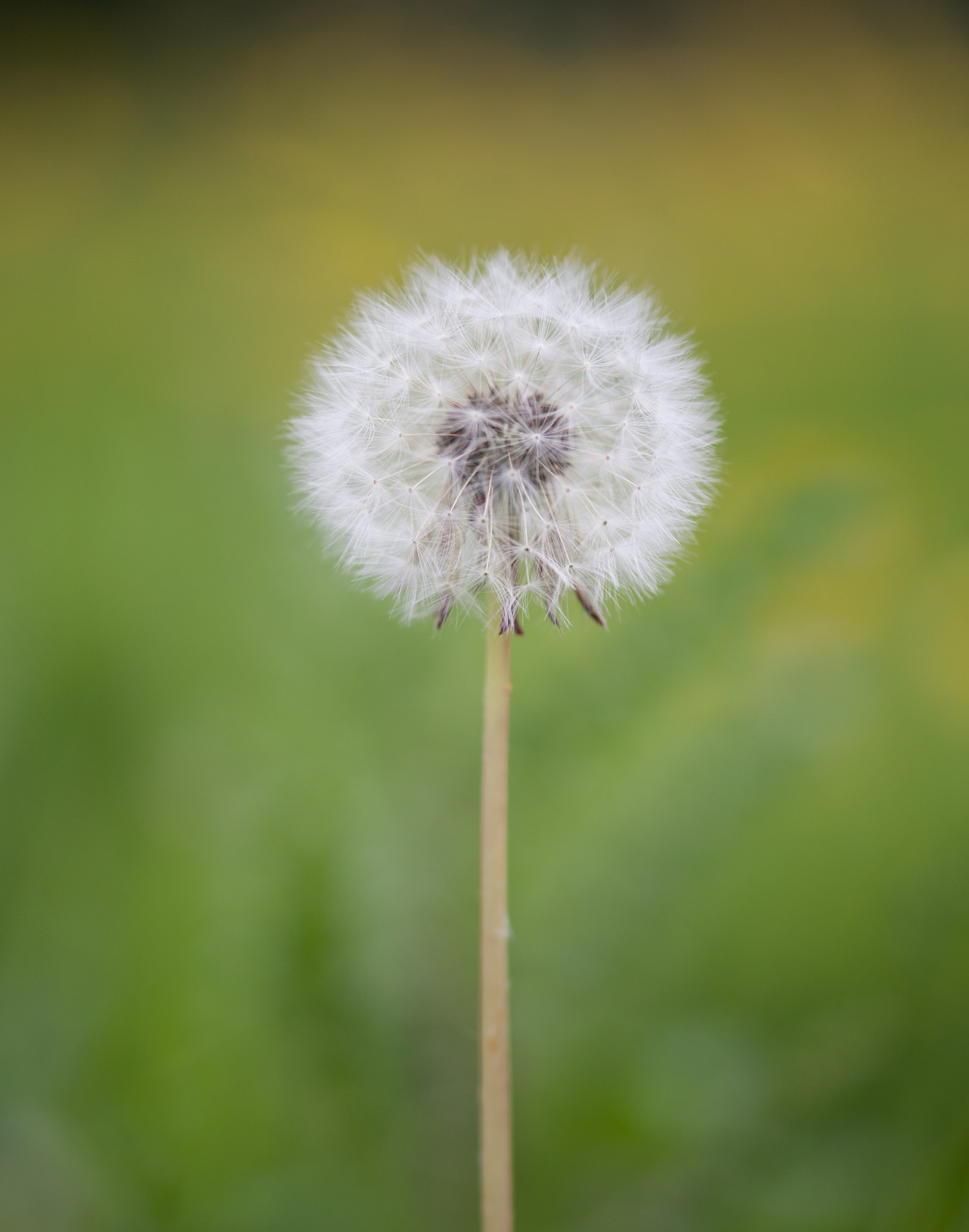 Canon EOS-1D Mark III sample photo. Wild seeds photography