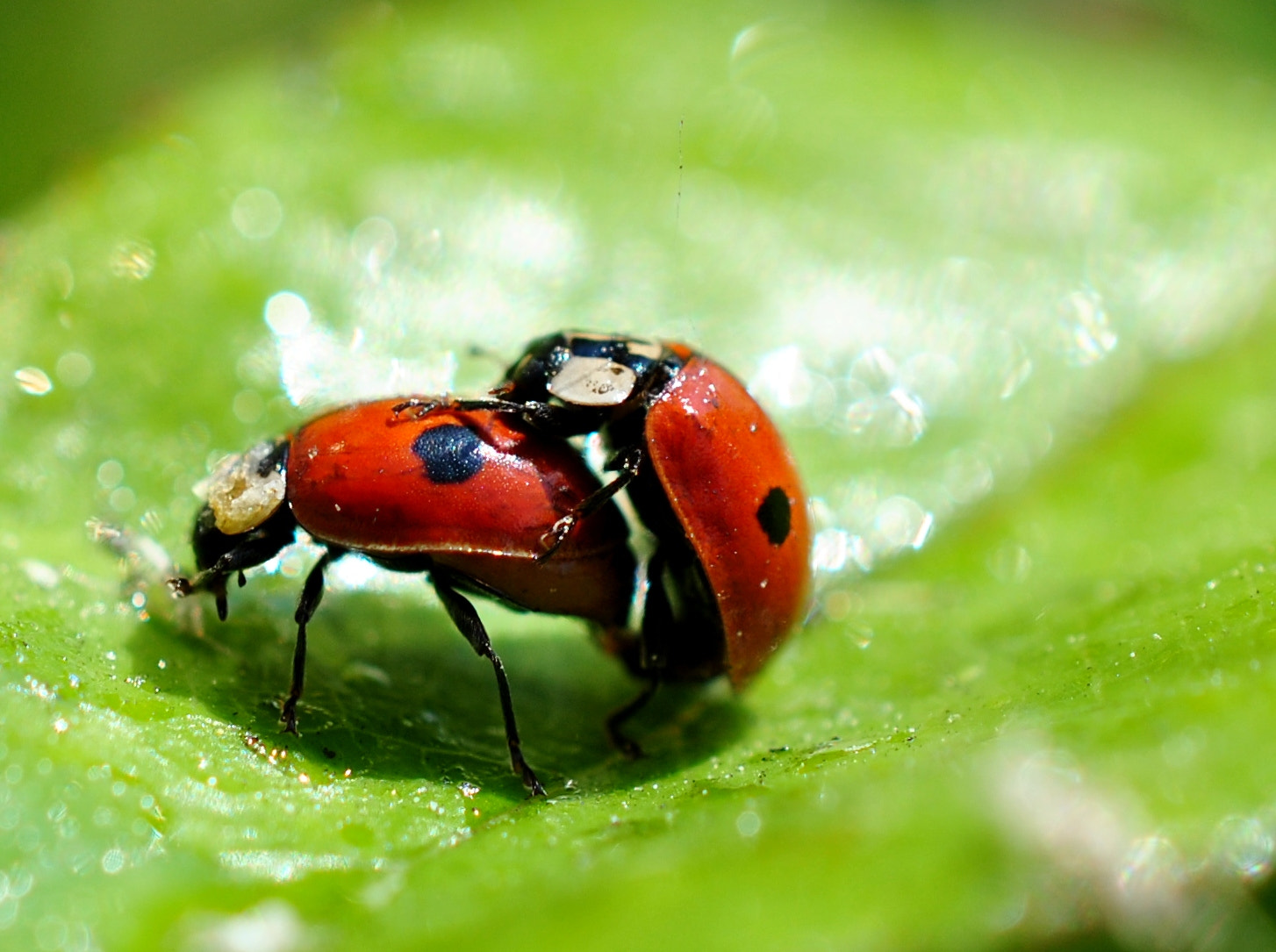 Nikon AF-S DX Micro Nikkor 40mm F2.8 sample photo. Lesbian ladybugs photography