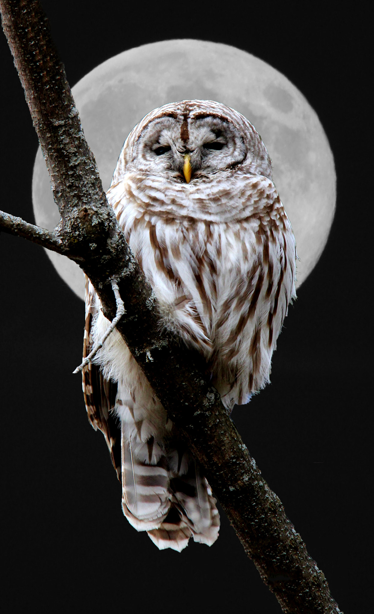 Canon EF 100-400mm F4.5-5.6L IS USM sample photo. Owl by moonlight photography
