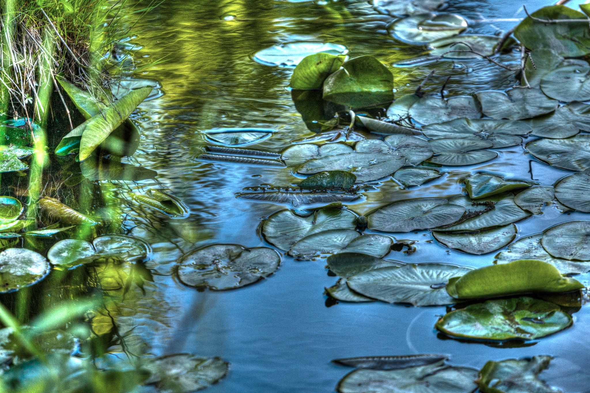 Canon EOS-1D Mark III sample photo. Lilly pads photography