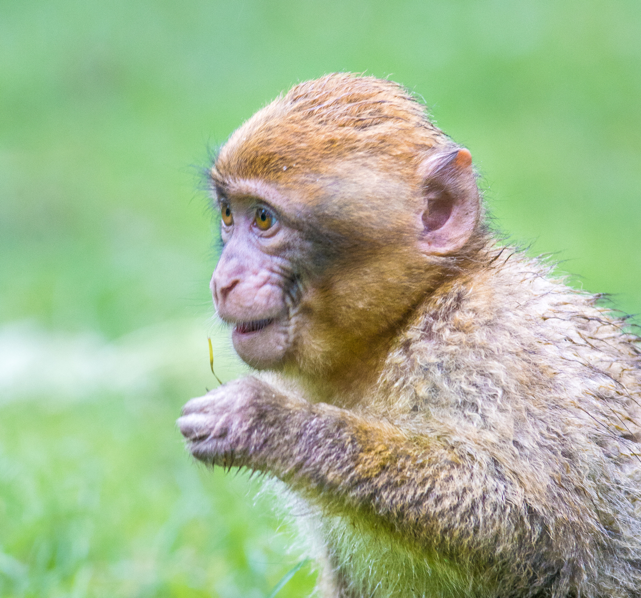 Tamron SP AF 70-200mm F2.8 Di LD (IF) MACRO sample photo. Barbary macque photography