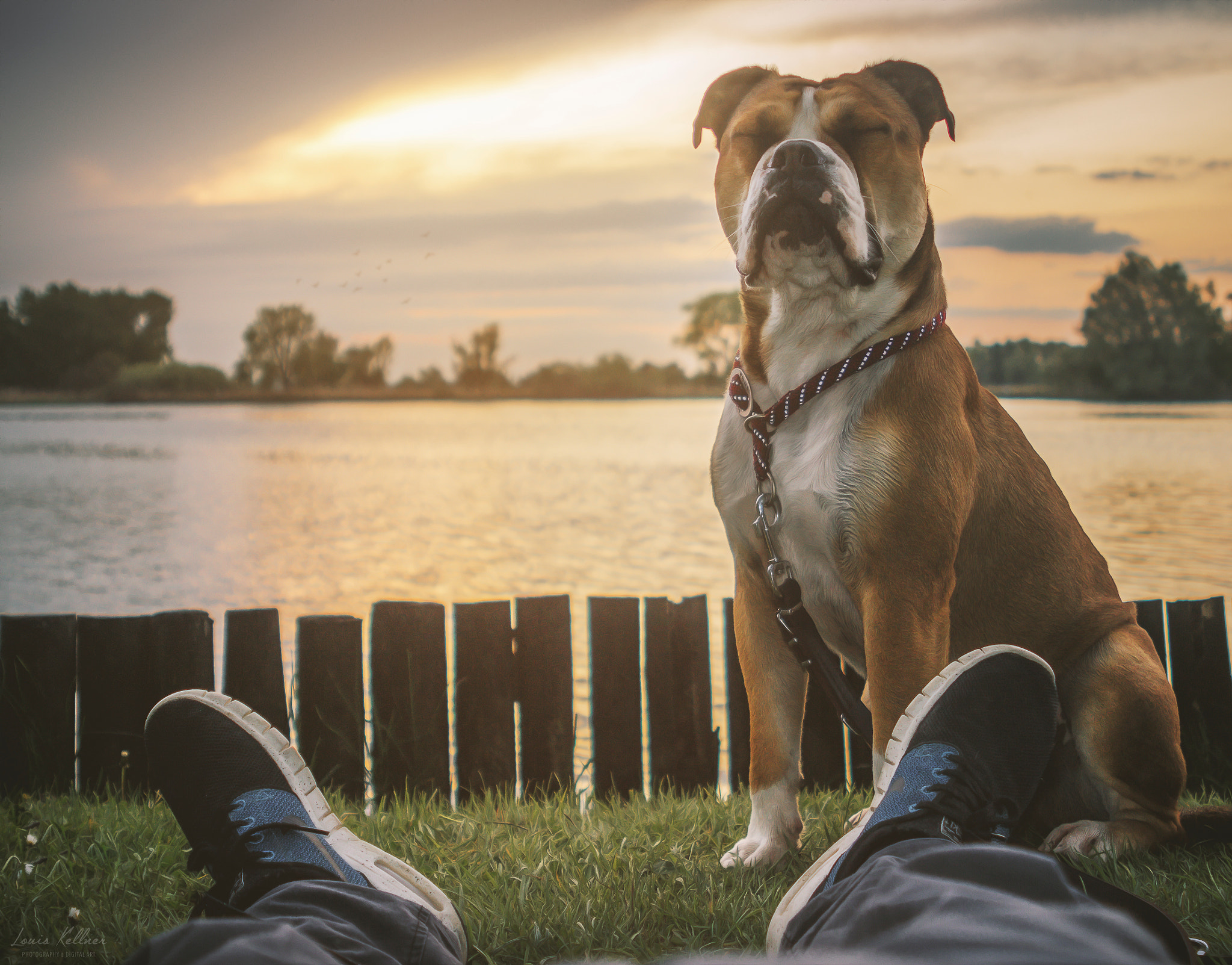 Canon EF 28-105mm f/3.5-4.5 USM sample photo. Bulldog at the lake (of constance) photography