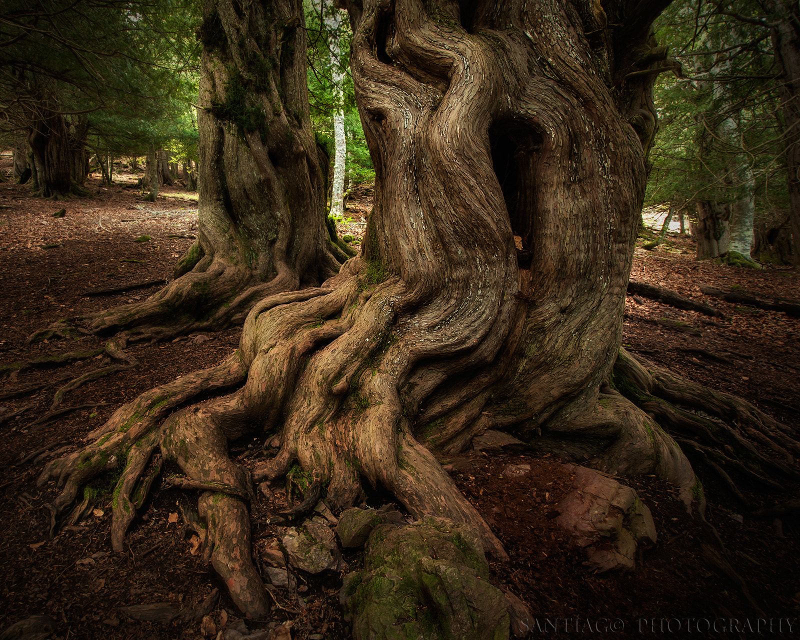 Nikon D300 + Sigma 10-20mm F3.5 EX DC HSM sample photo. Pie de tejo / taxus foot photography