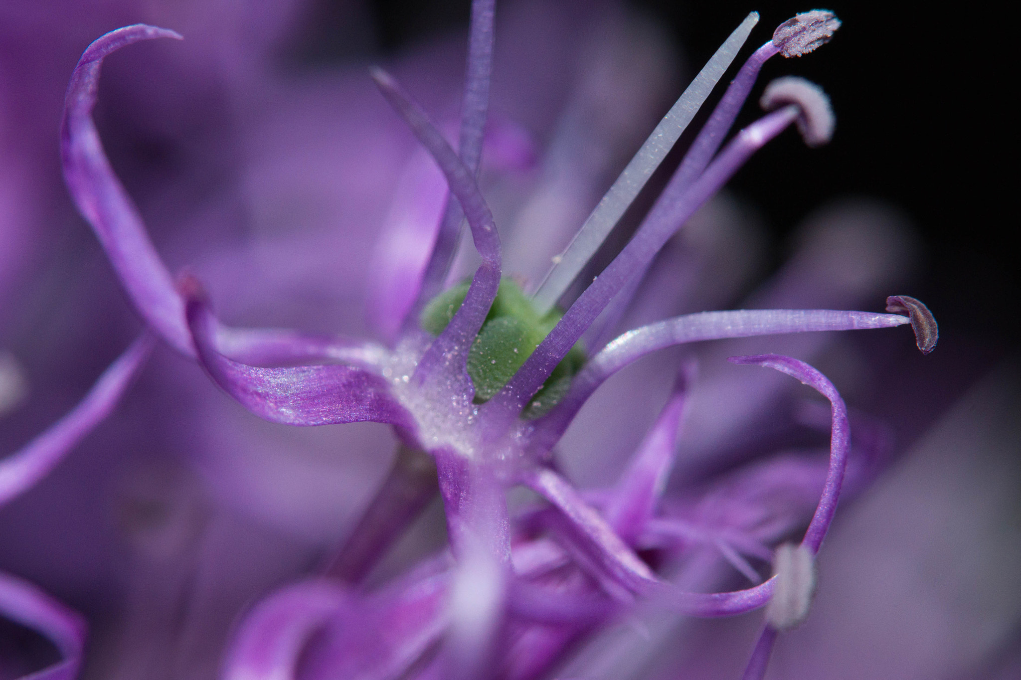 Sony SLT-A58 sample photo. Flower photography