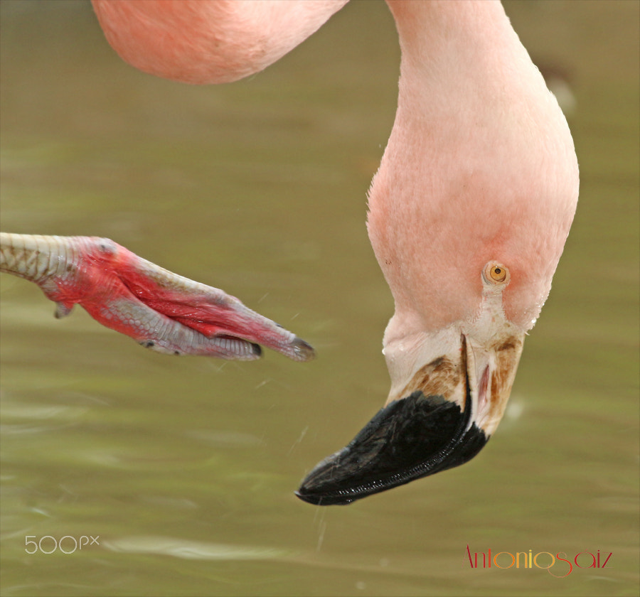 Canon EF 100-400mm F4.5-5.6L IS USM sample photo. Flamenco photography