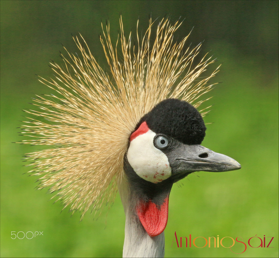 Canon EF 100-400mm F4.5-5.6L IS USM sample photo. Grulla photography