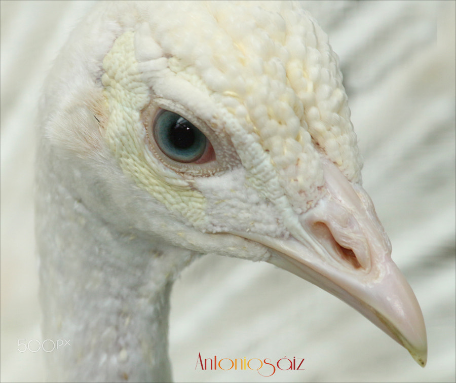 Canon EF 100-400mm F4.5-5.6L IS USM sample photo. Pavo real blanco photography