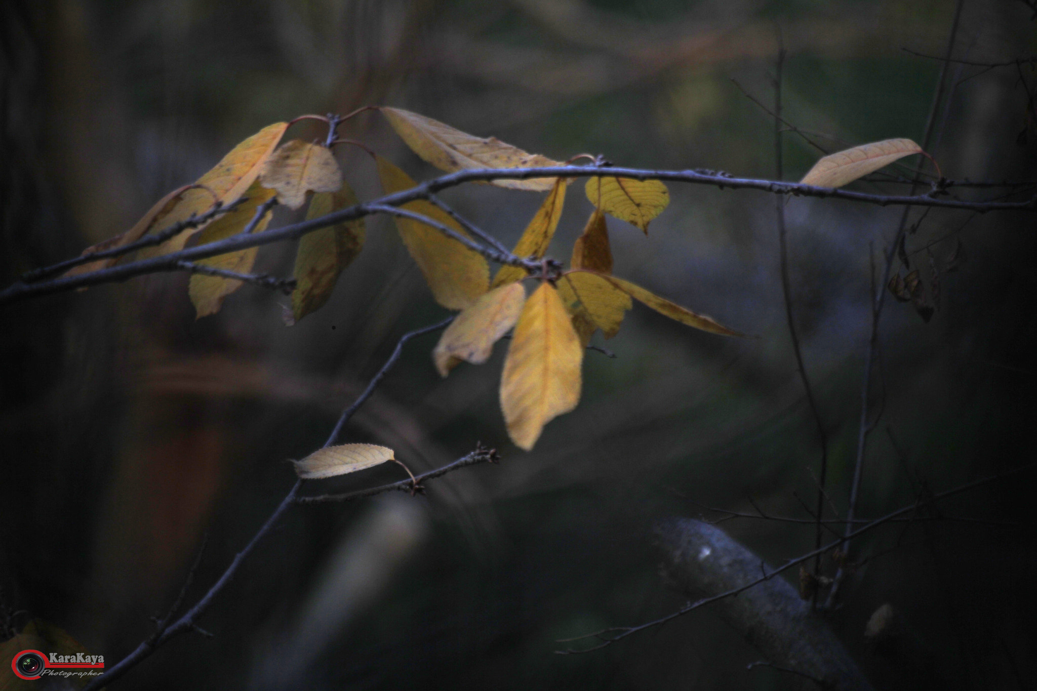 Sigma 70-300mm F4-5.6 APO DG Macro sample photo. Mg dkopya () photography