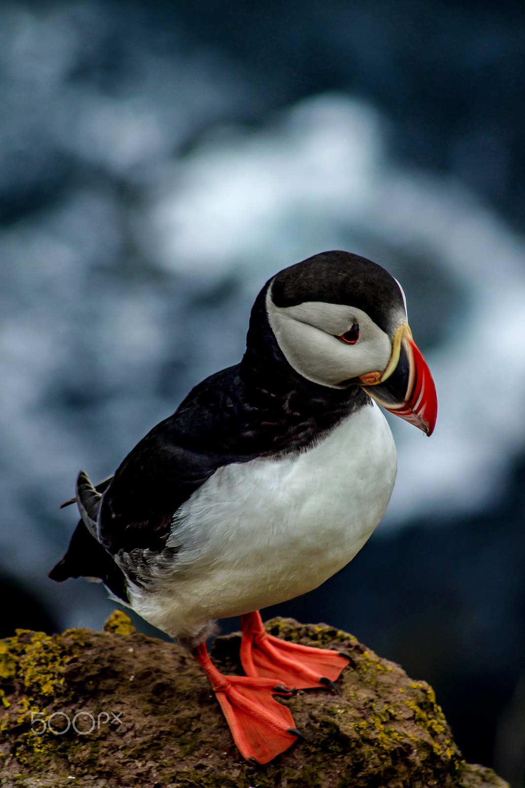 Sony 75-300mm F4.5-5.6 sample photo. Puffin photography