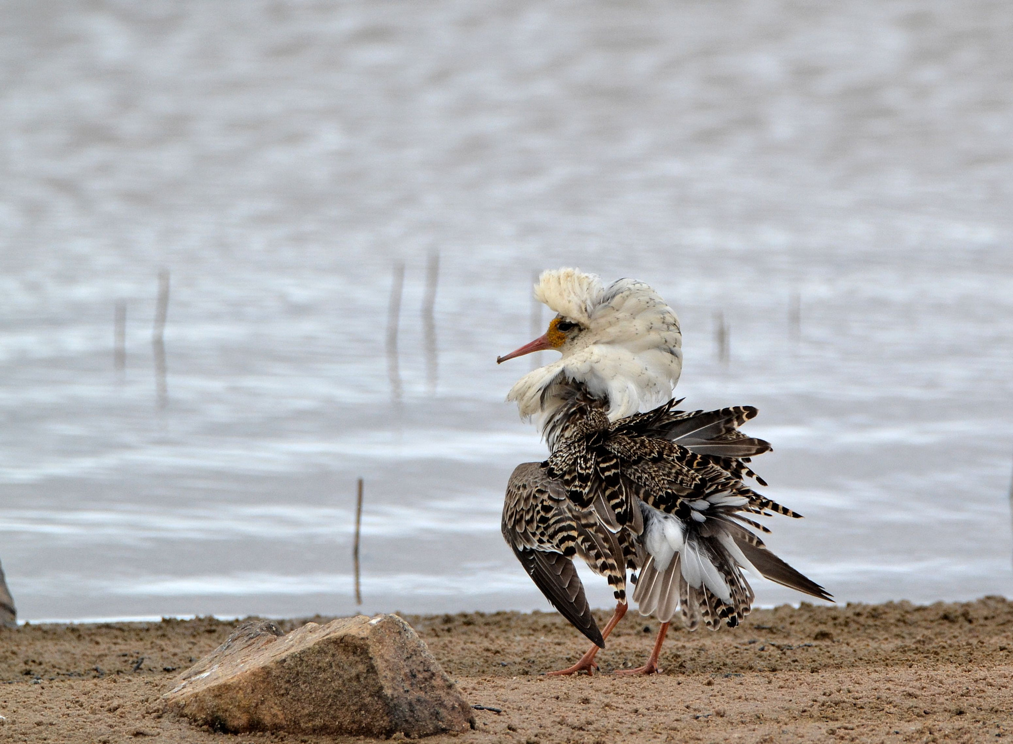 Nikon D3100 sample photo. Ruff photography