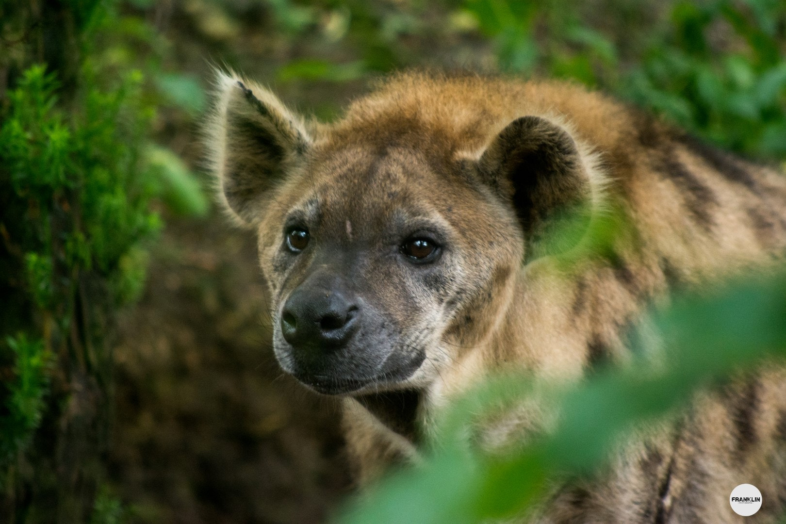 Nikon D7100 + AF Nikkor 70-210mm f/4-5.6D sample photo. Zoo de beauval 41100 (france) photography