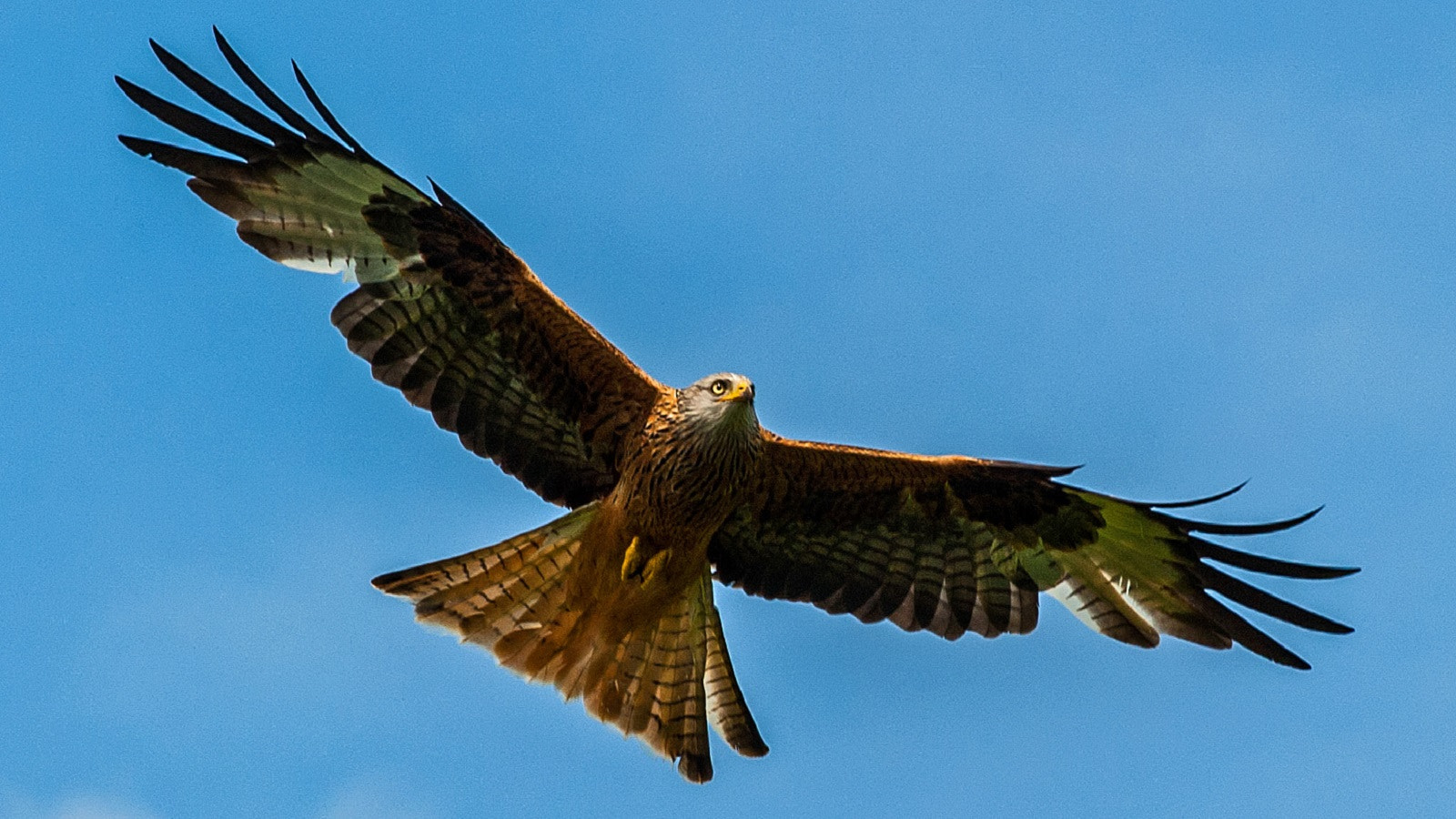 Nikon D3 + Nikon AF-S Nikkor 300mm F4D ED-IF sample photo. Red kite photography