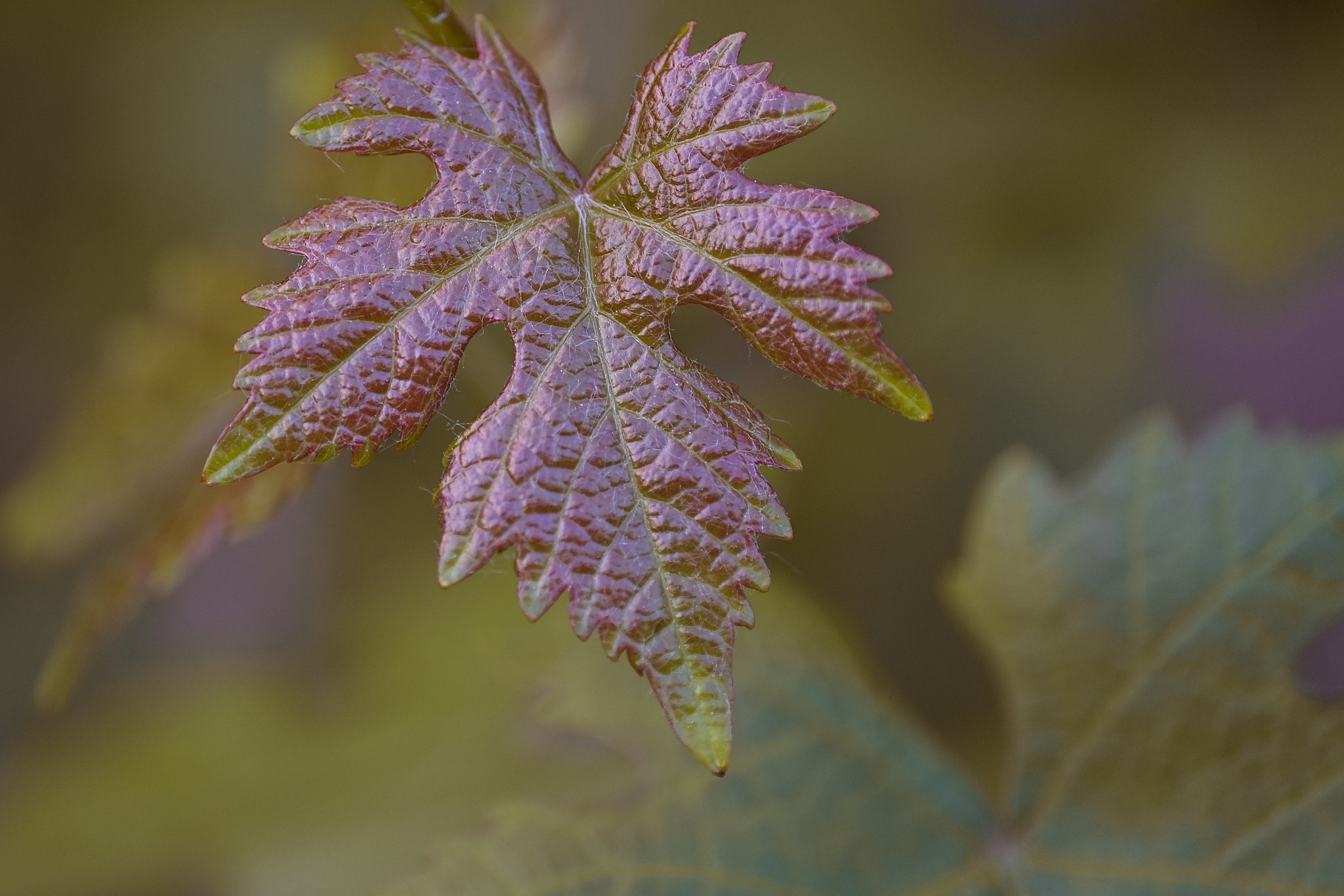 Fujifilm X-Pro1 + ZEISS Touit 50mm F2.8 sample photo. Leaf photography