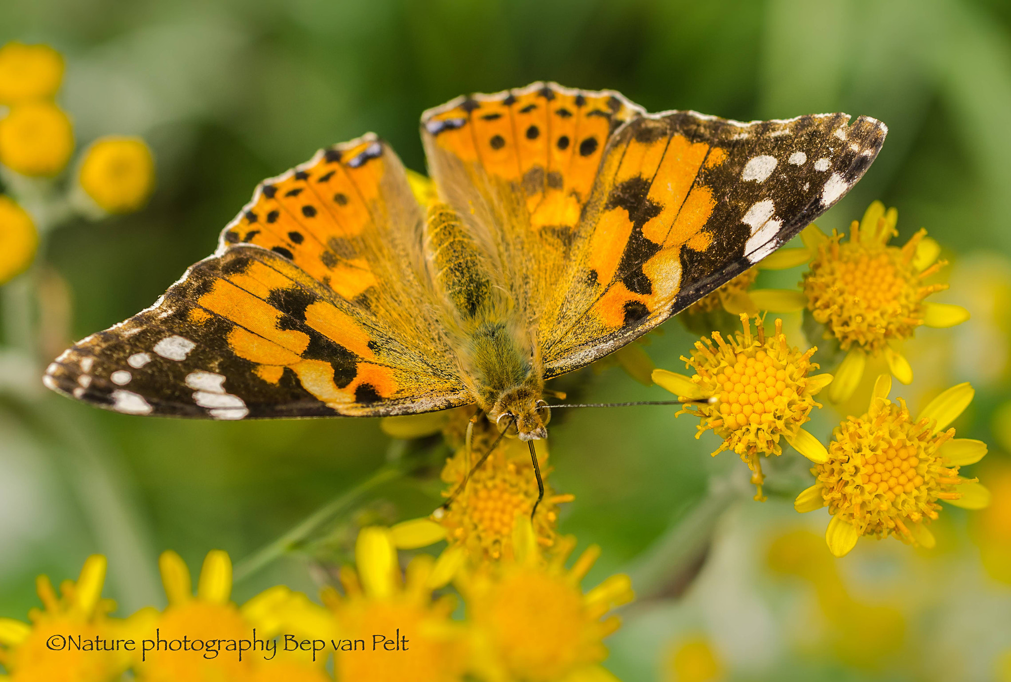 Nikon D7000 + Sigma 50mm F2.8 EX DG Macro sample photo. Painted lady at the first flowers of this year photography