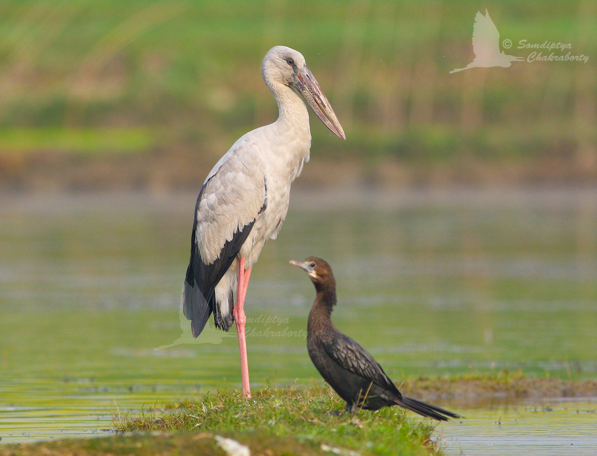 Canon EOS 7D Mark II + Canon EF 400mm F5.6L USM sample photo. The black and the white together !!!!!!!!! photography