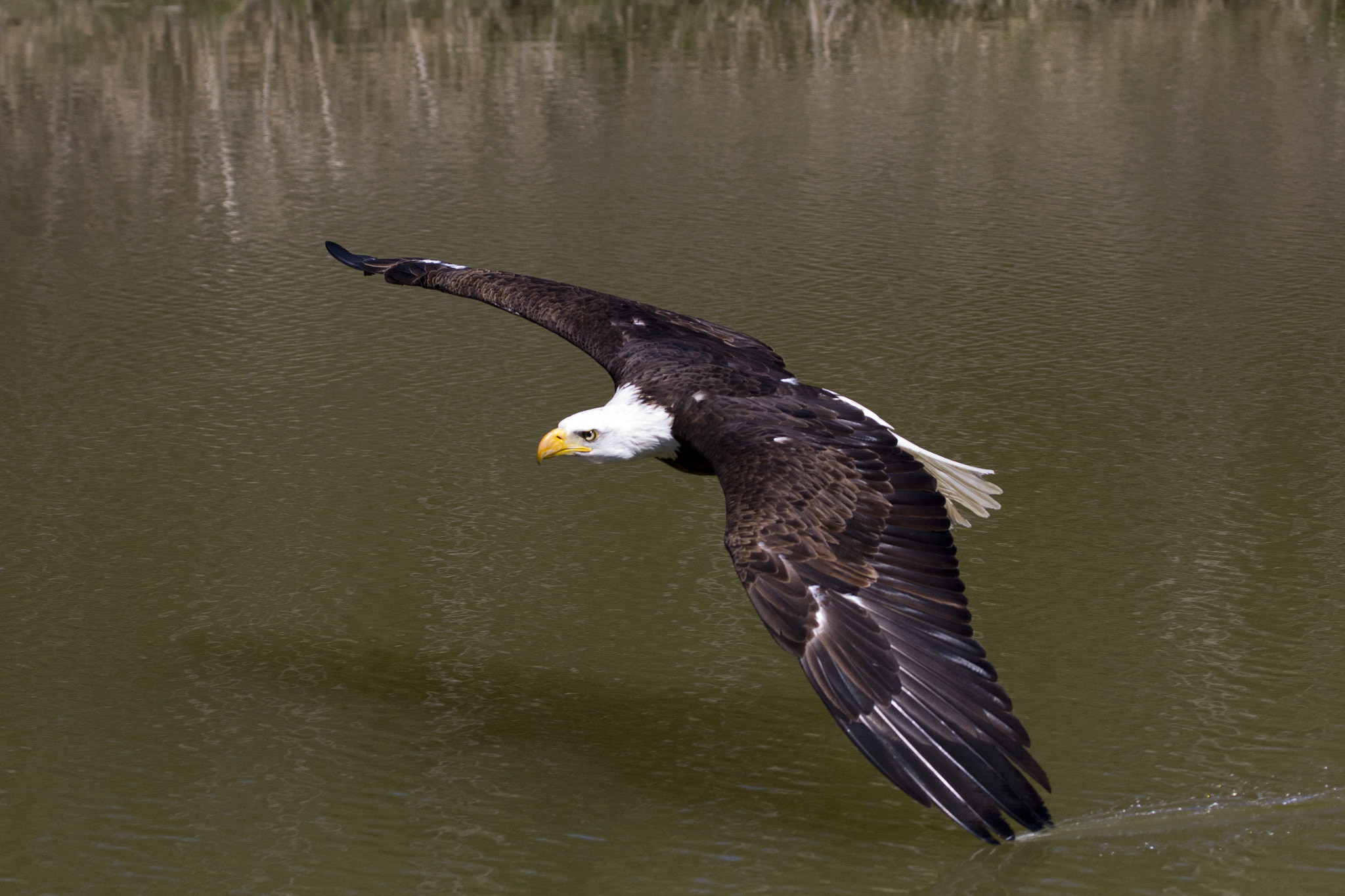 Canon EOS 60D + Canon EF 100-400mm F4.5-5.6L IS USM sample photo. Eagle over the pond photography