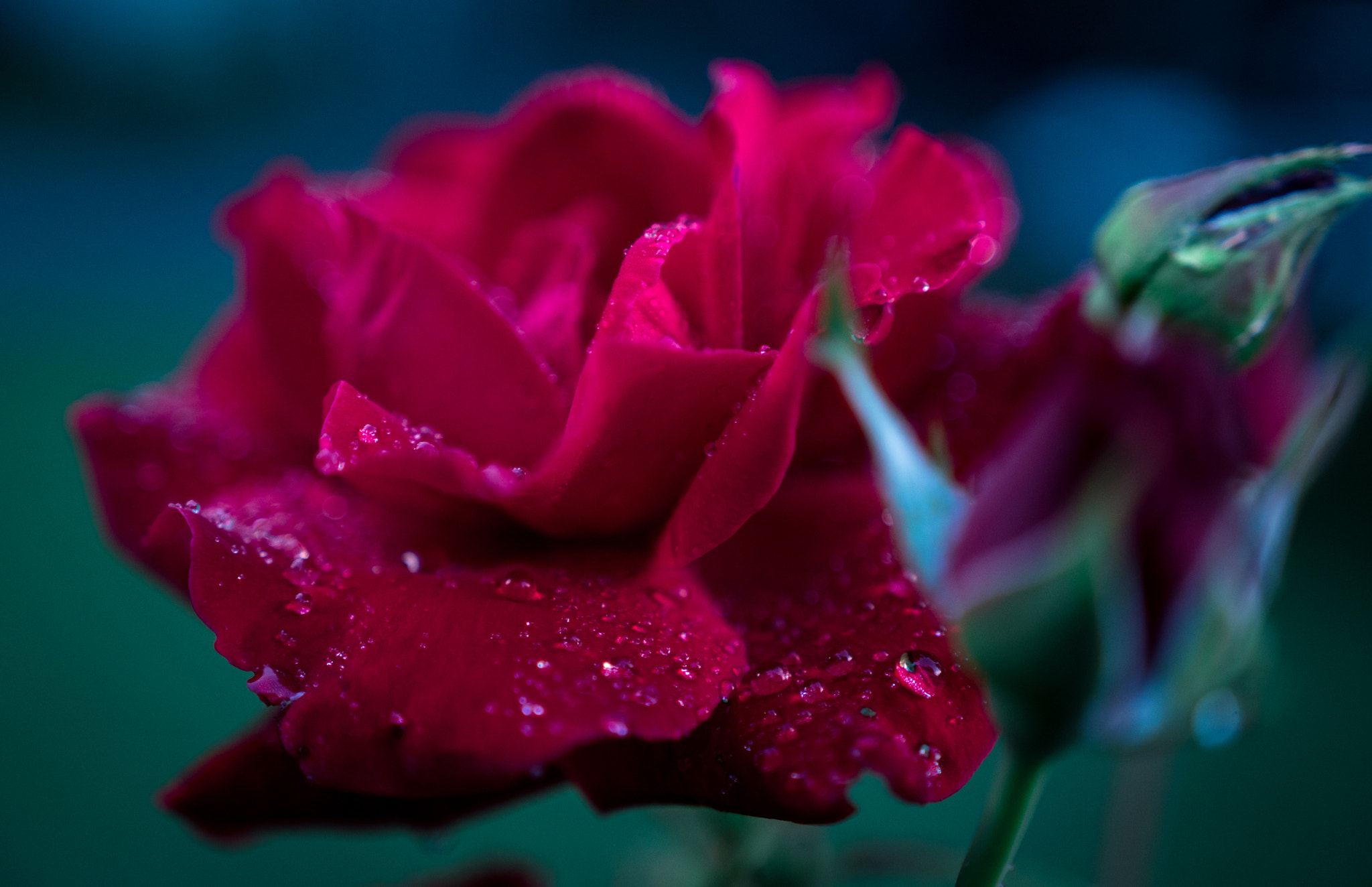 Sony a6300 + 18-35mm F1.8 DC HSM | Art 013 sample photo. Red beauty ii photography