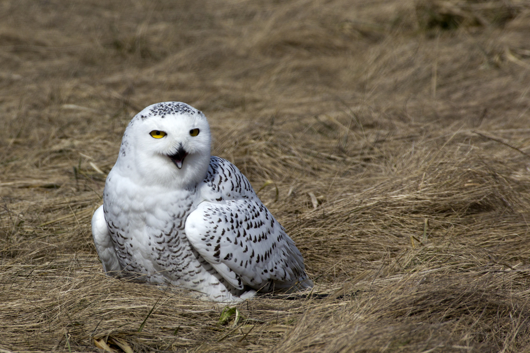 Canon EF 100-400mm F4.5-5.6L IS USM sample photo. Snowy owl at rest photography