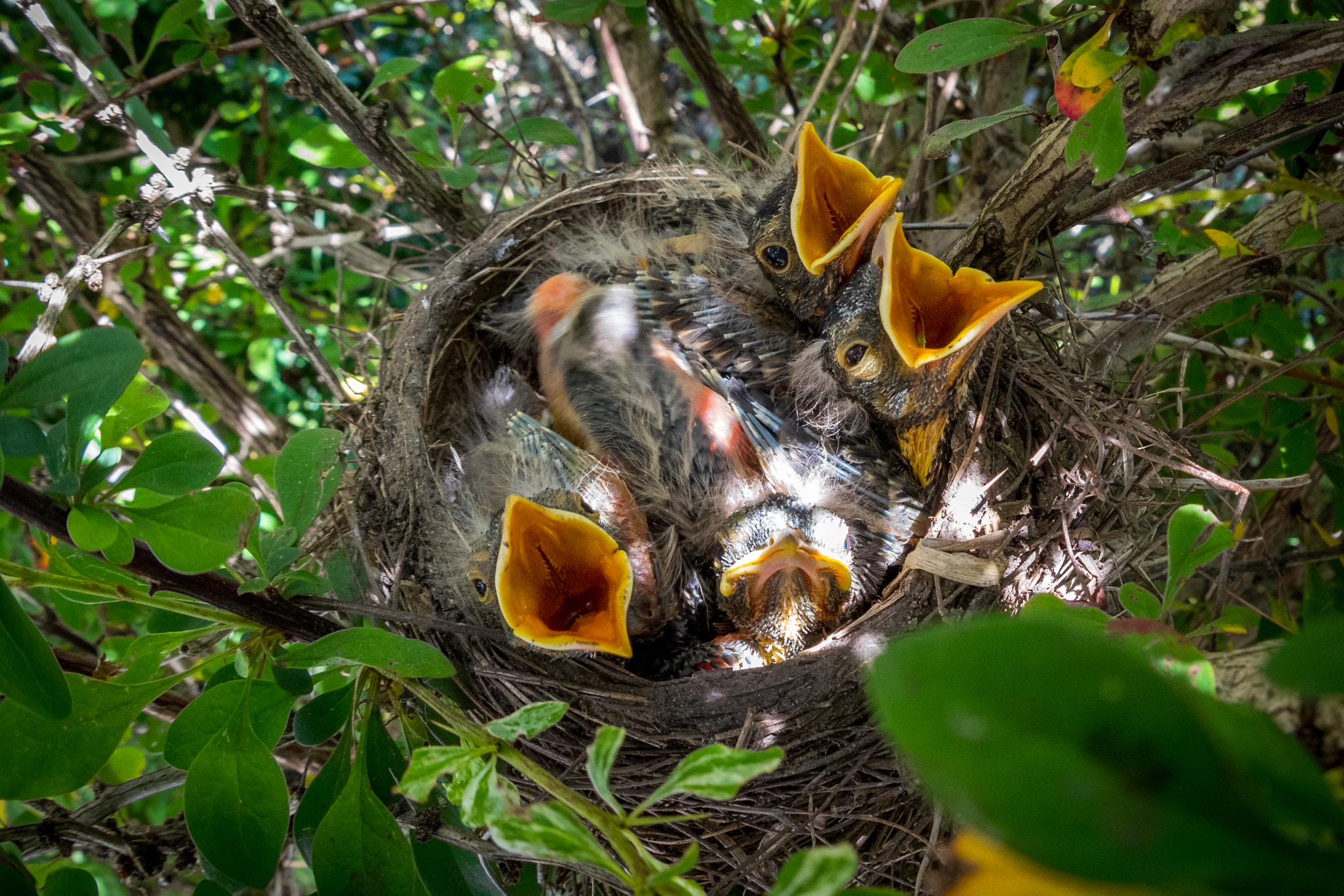 Nikon D810 + Sigma 15mm F2.8 EX DG Diagonal Fisheye sample photo. Wait you're not our mother! photography