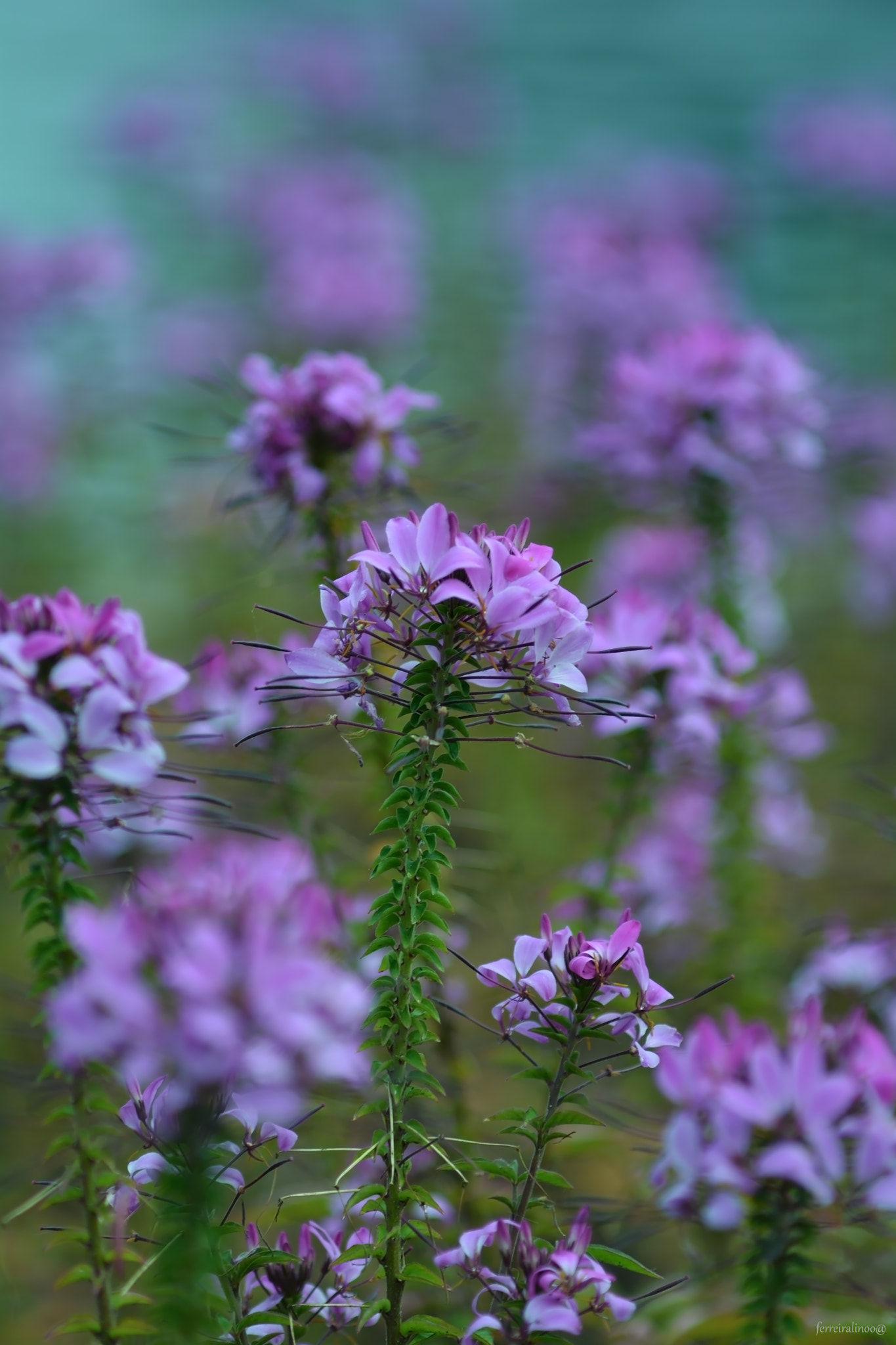 AF-S Nikkor 35mm f/1.8G ED + 2x sample photo. Flower photography