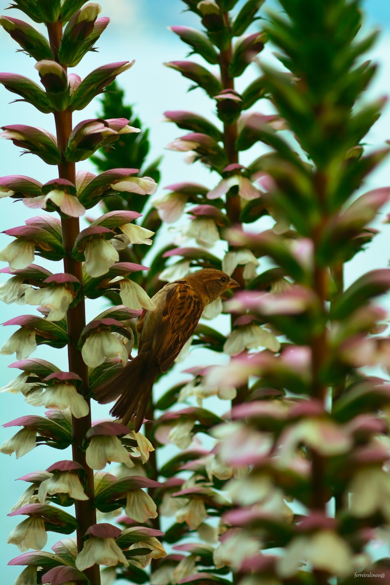 Nikon AF-S Nikkor 500mm F4D ED-IF II sample photo. Flower photography