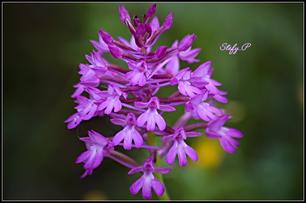 Pentax K100D Super + Sigma sample photo. Anacamptis pyramidalis photography