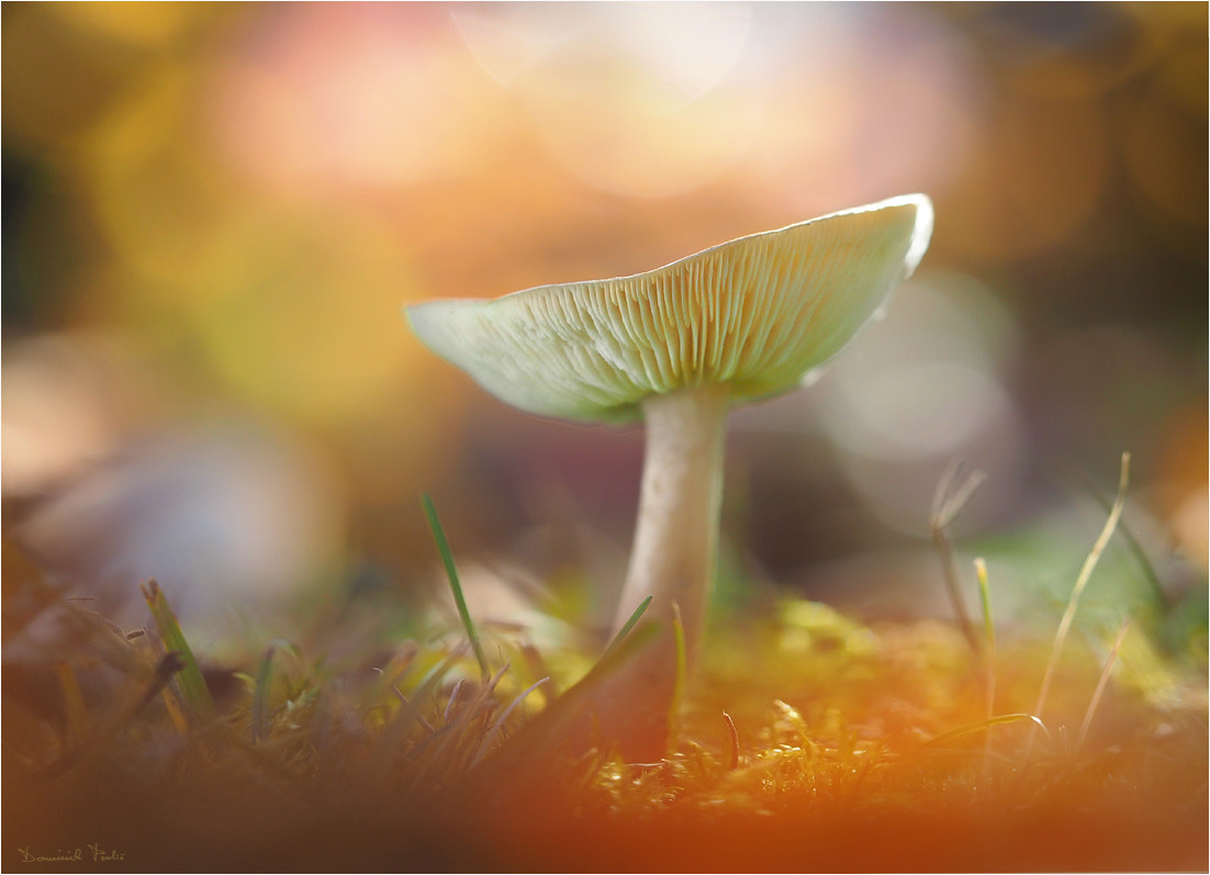 Olympus PEN E-PL7 sample photo. Little magic world photography