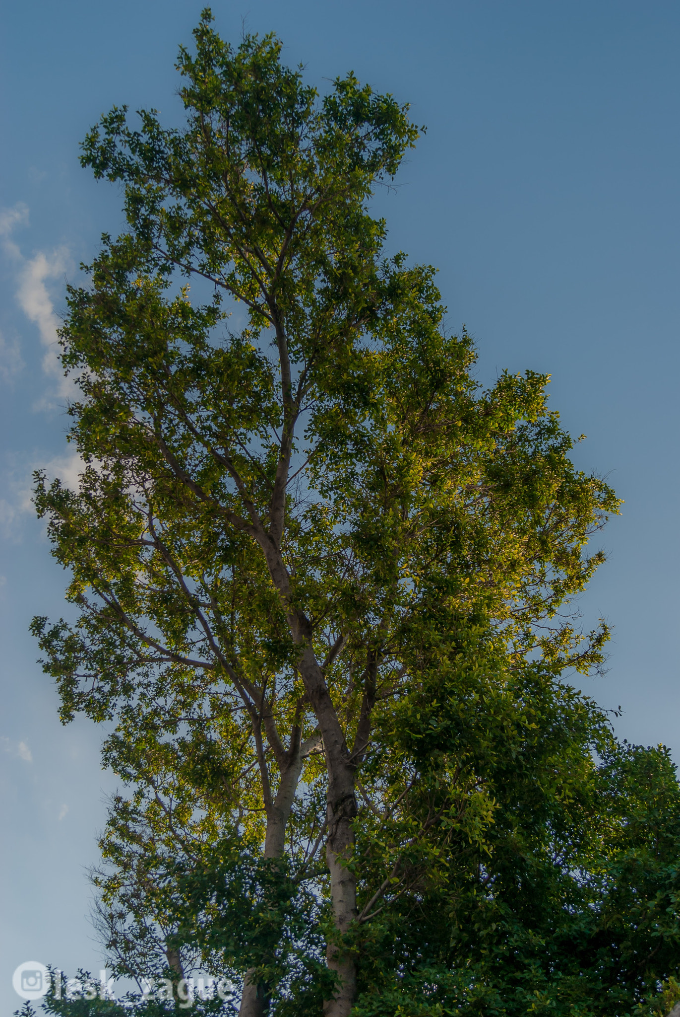 Sony Alpha DSLR-A230 + Sony DT 18-55mm F3.5-5.6 SAM sample photo. Natureza  photography