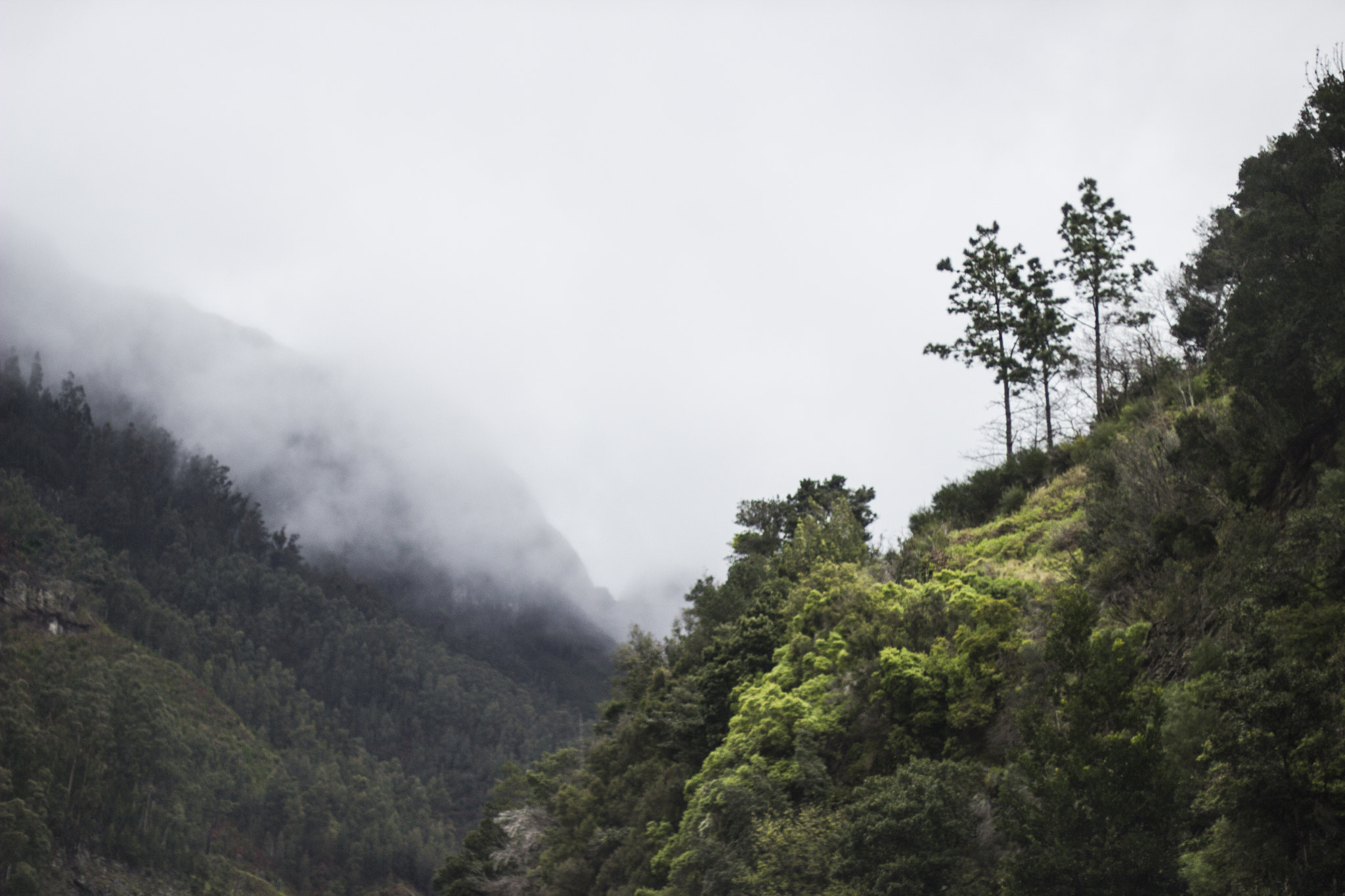 Canon EOS 600D (Rebel EOS T3i / EOS Kiss X5) + Canon EF 50mm F1.4 USM sample photo. Madeira photography