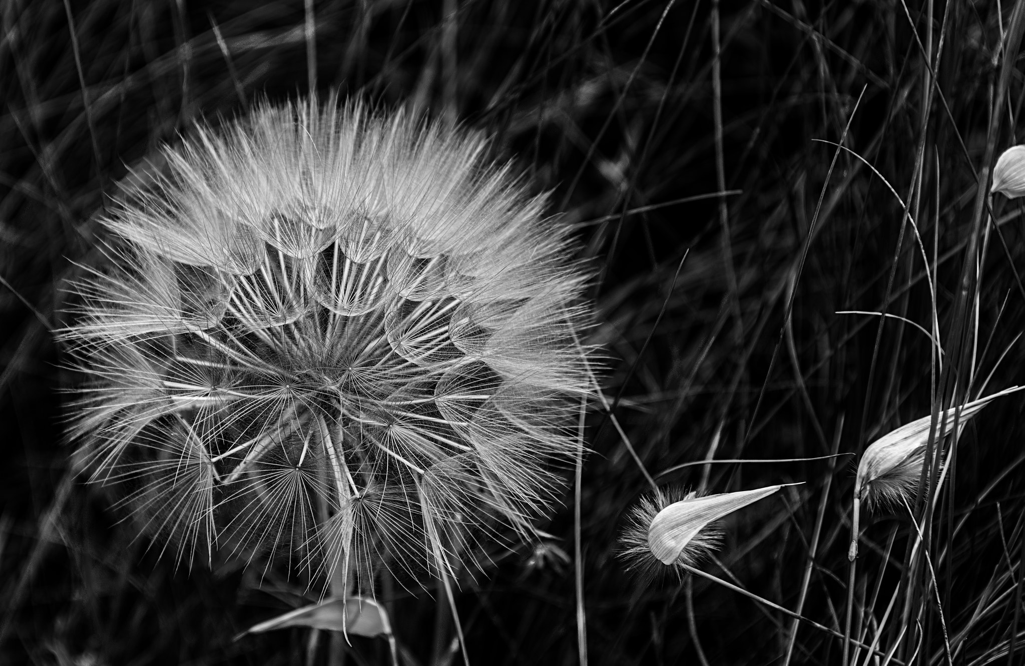 Nikon D3X sample photo. Wind movement photography