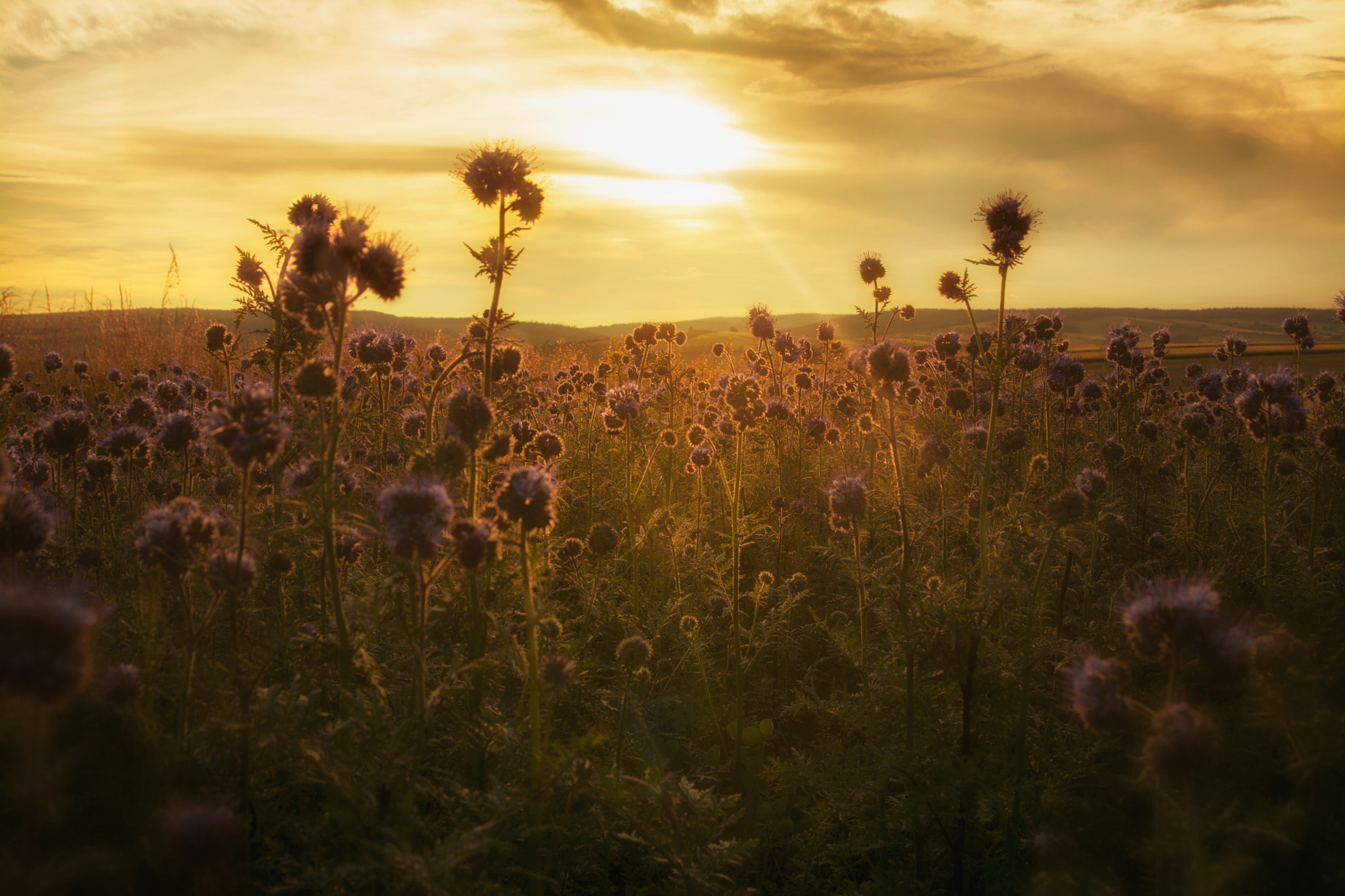 AF Zoom-Nikkor 24-120mm f/3.5-5.6D IF sample photo. Purple sunset photography