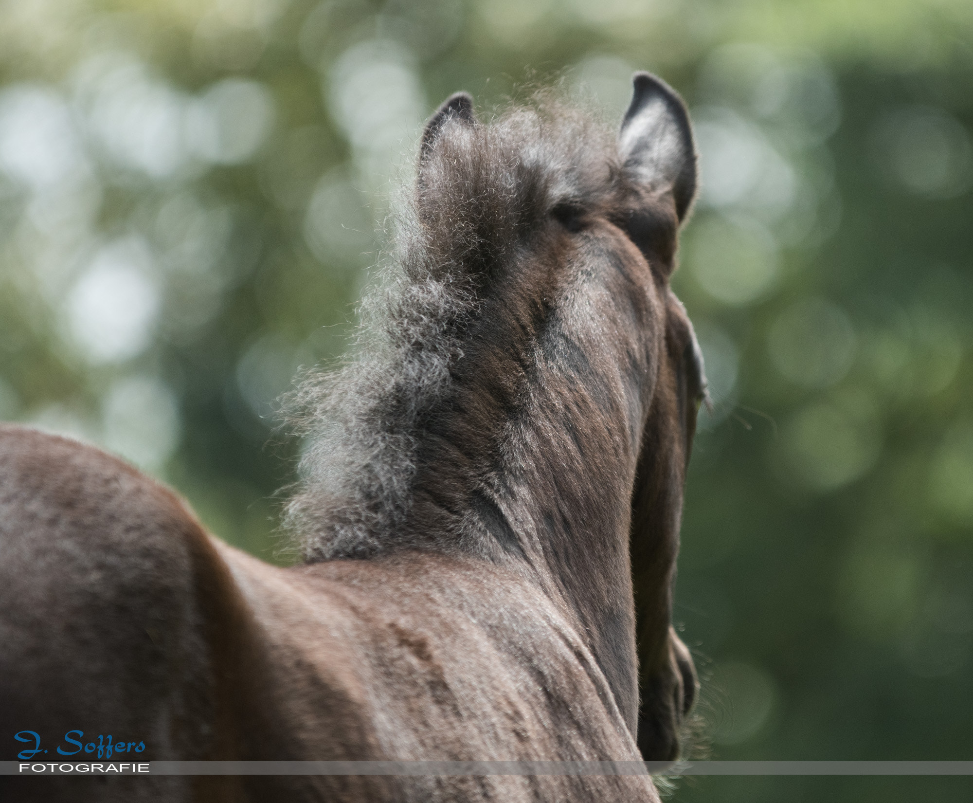 Sigma 70-200mm F2.8 EX DG OS HSM sample photo. 8 weeks old foal photography
