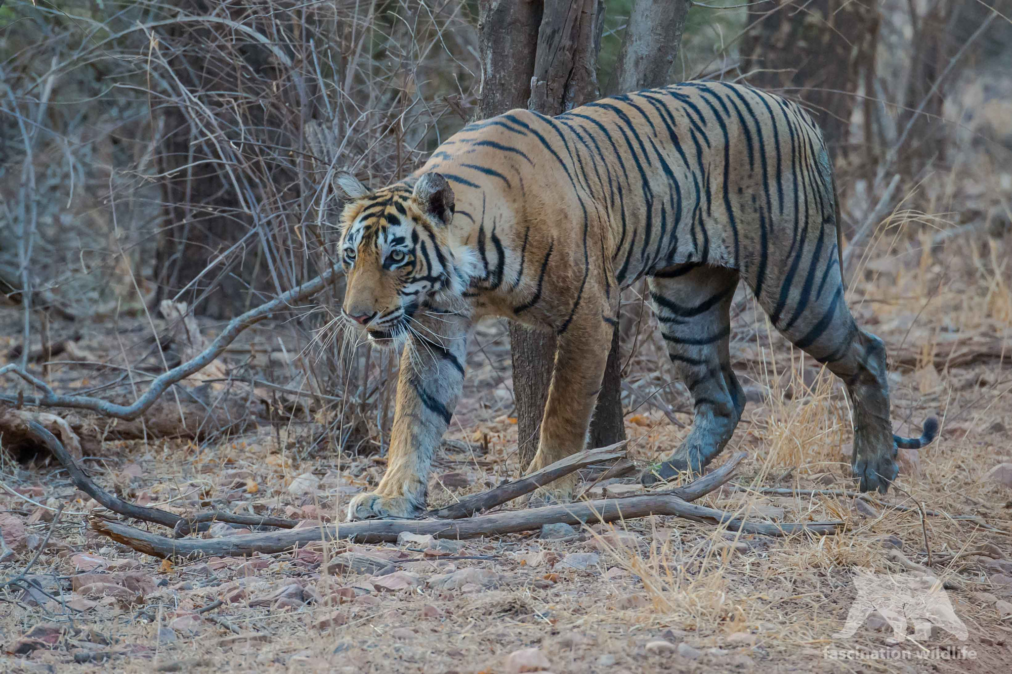 Nikon D4S sample photo. Bengal tiger photography