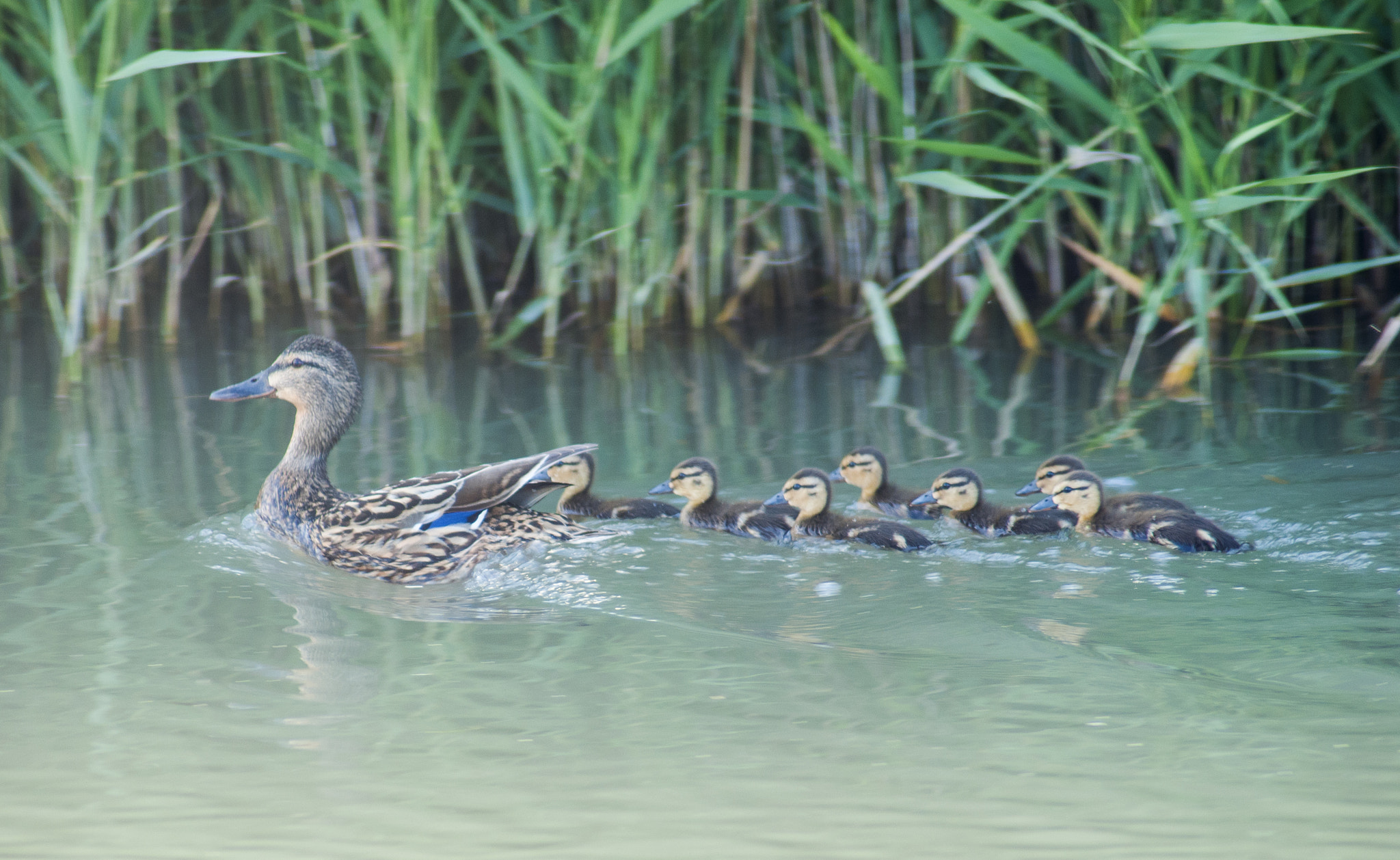 Nikon D300S sample photo. Family photography
