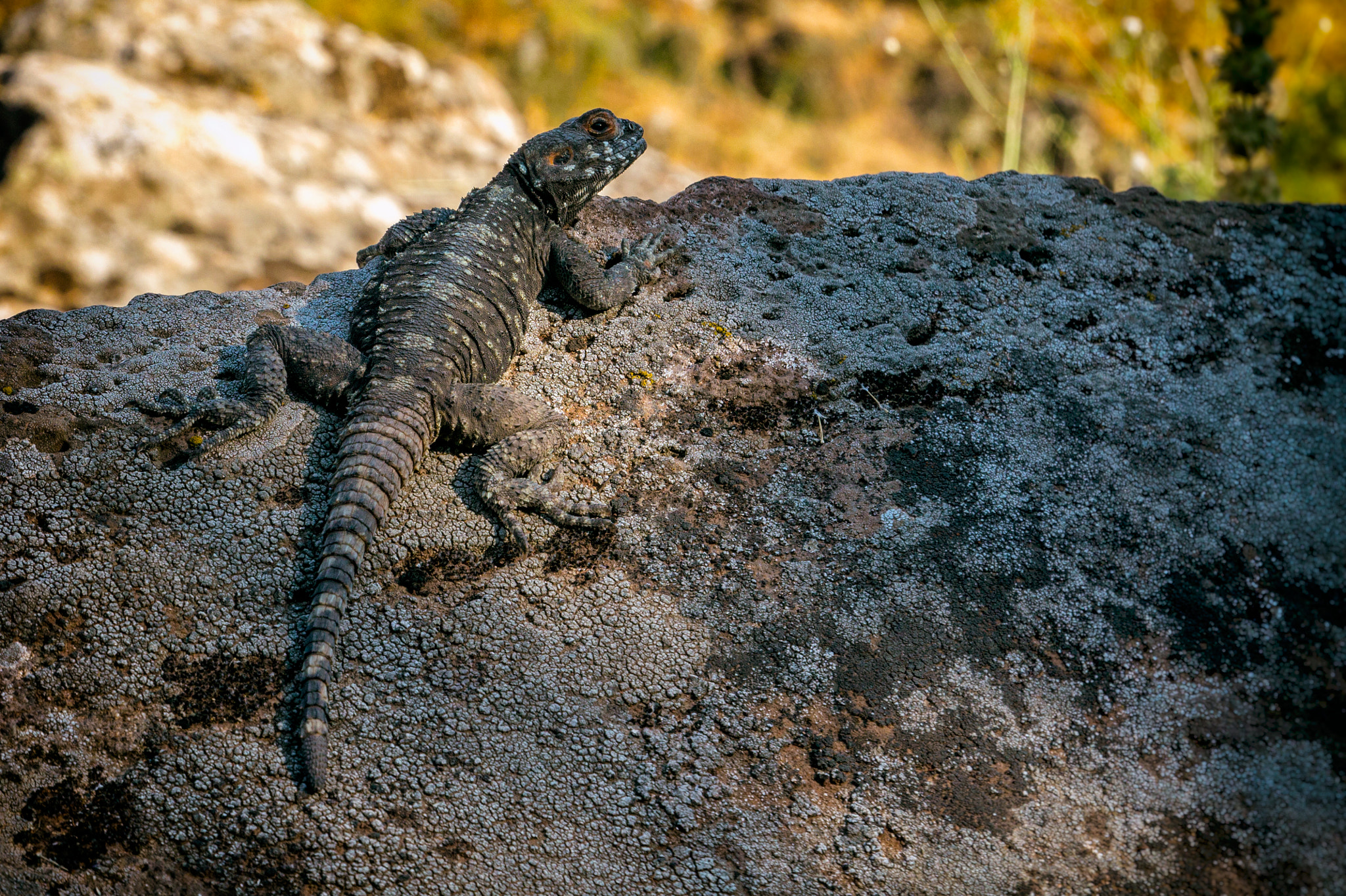 Canon EOS 1100D (EOS Rebel T3 / EOS Kiss X50) sample photo. Lizard camo photography