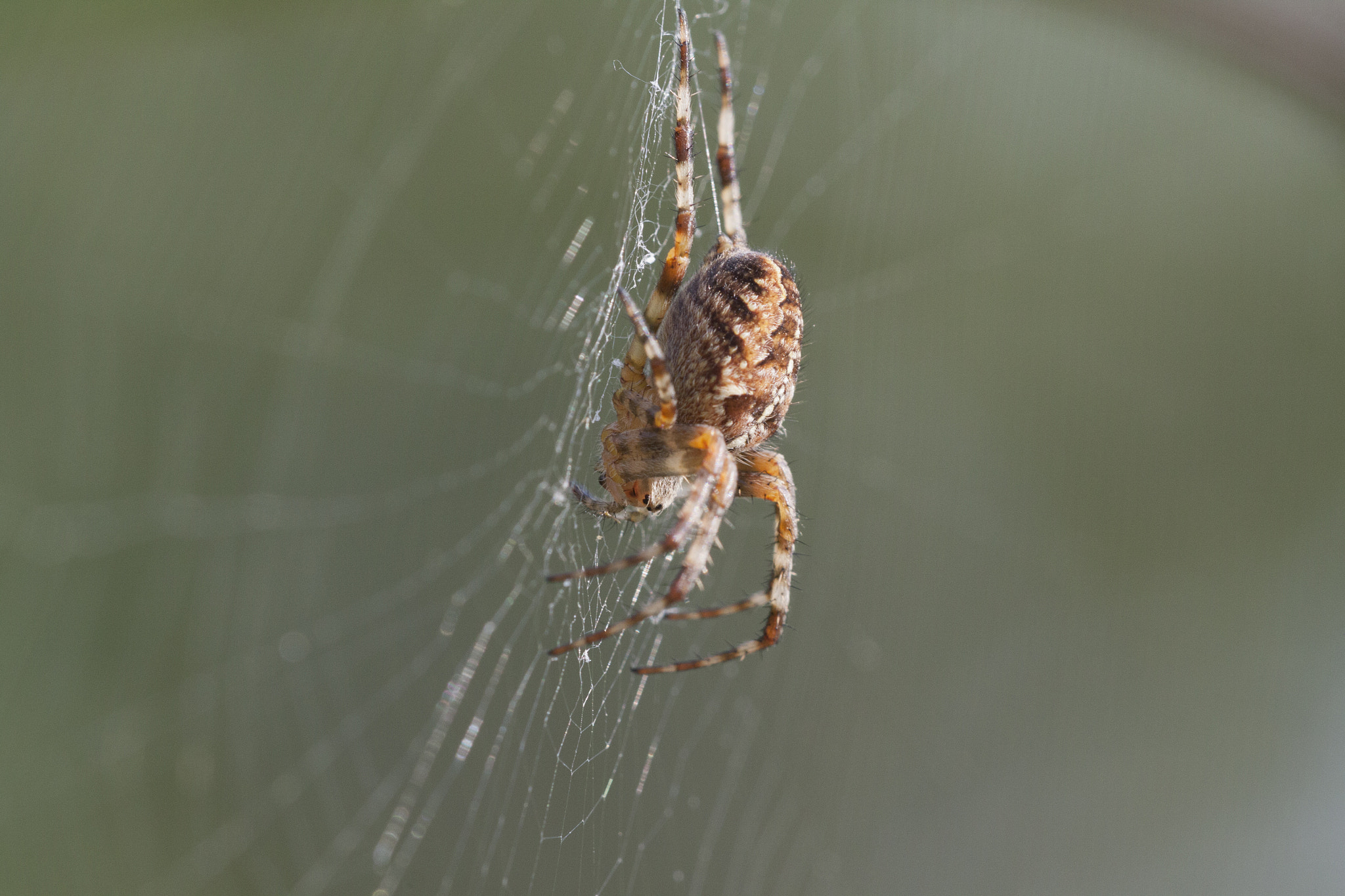 Sigma APO Macro 150mm f/2.8 EX DG HSM sample photo. Spider photography