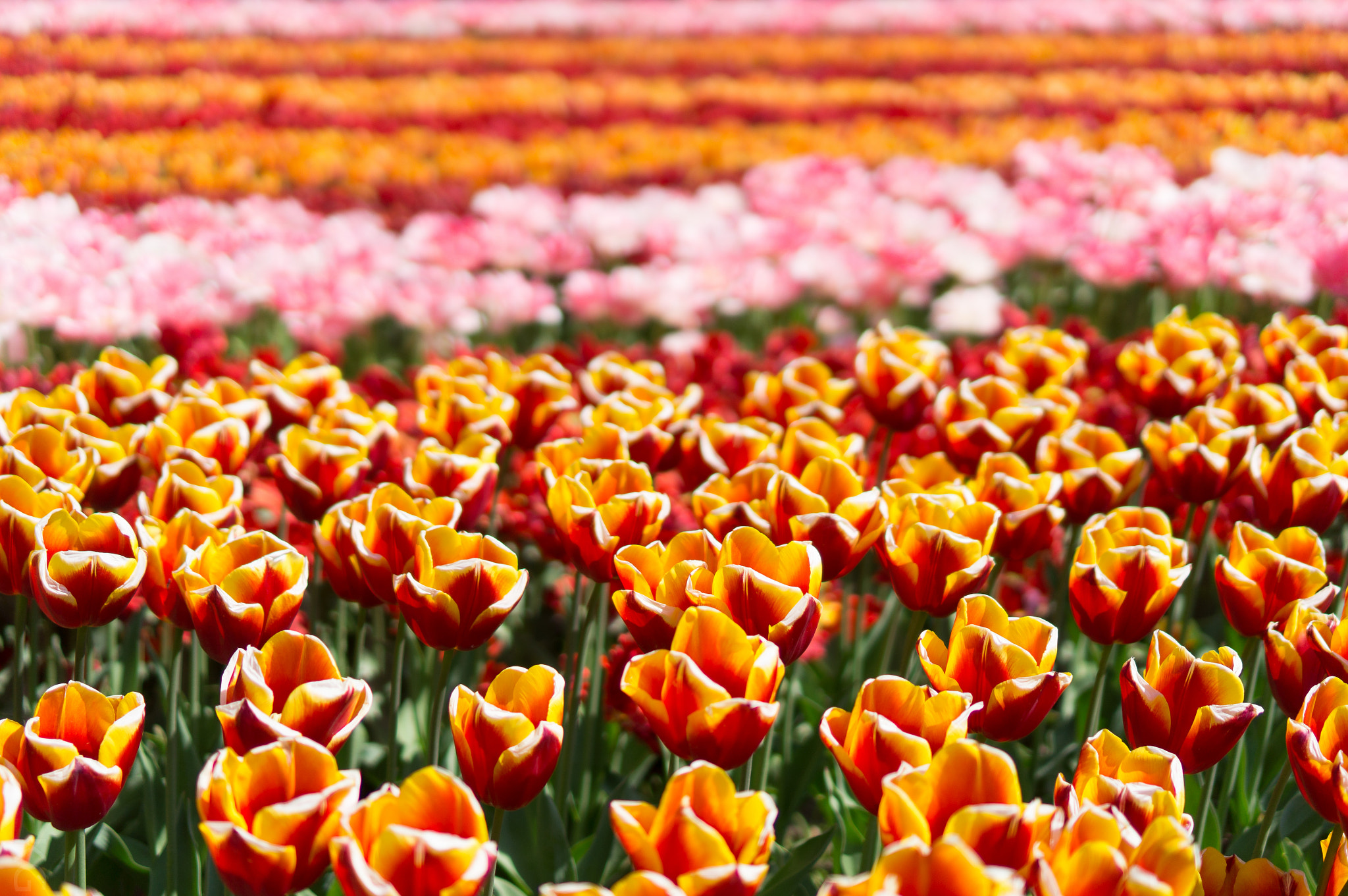 Sony E 35mm F1.8 OSS sample photo. Tulip fields photography