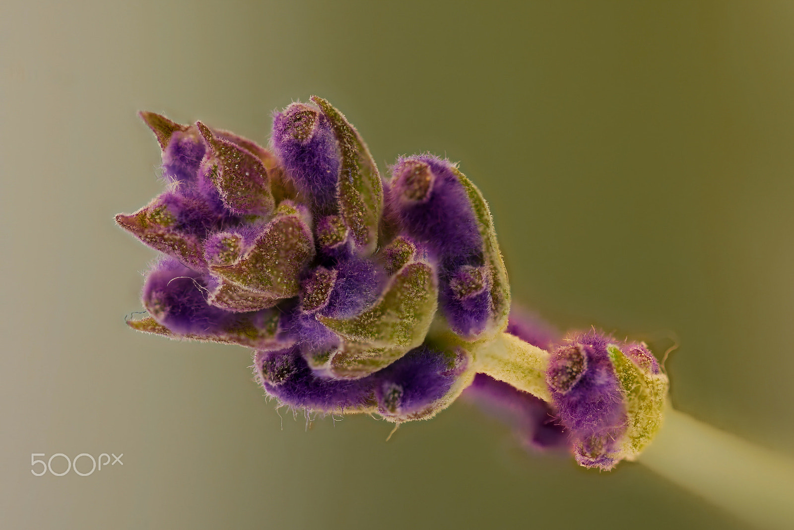 Panasonic Lumix DMC-GX85 (Lumix DMC-GX80 / Lumix DMC-GX7 Mark II) sample photo. Lavandula angustifolia photography