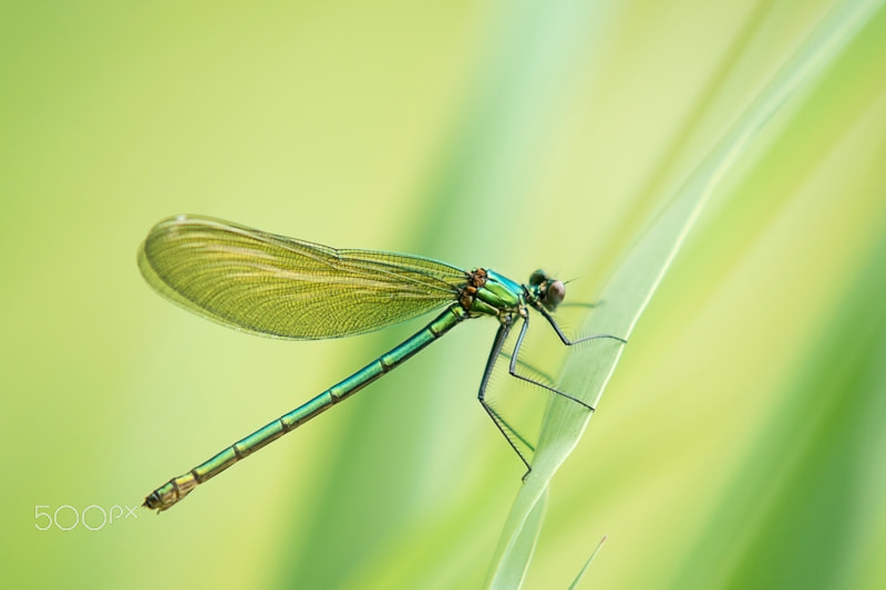 Sony ILCA-77M2 + 70-200mm F2.8 sample photo. Banded demoiselle photography